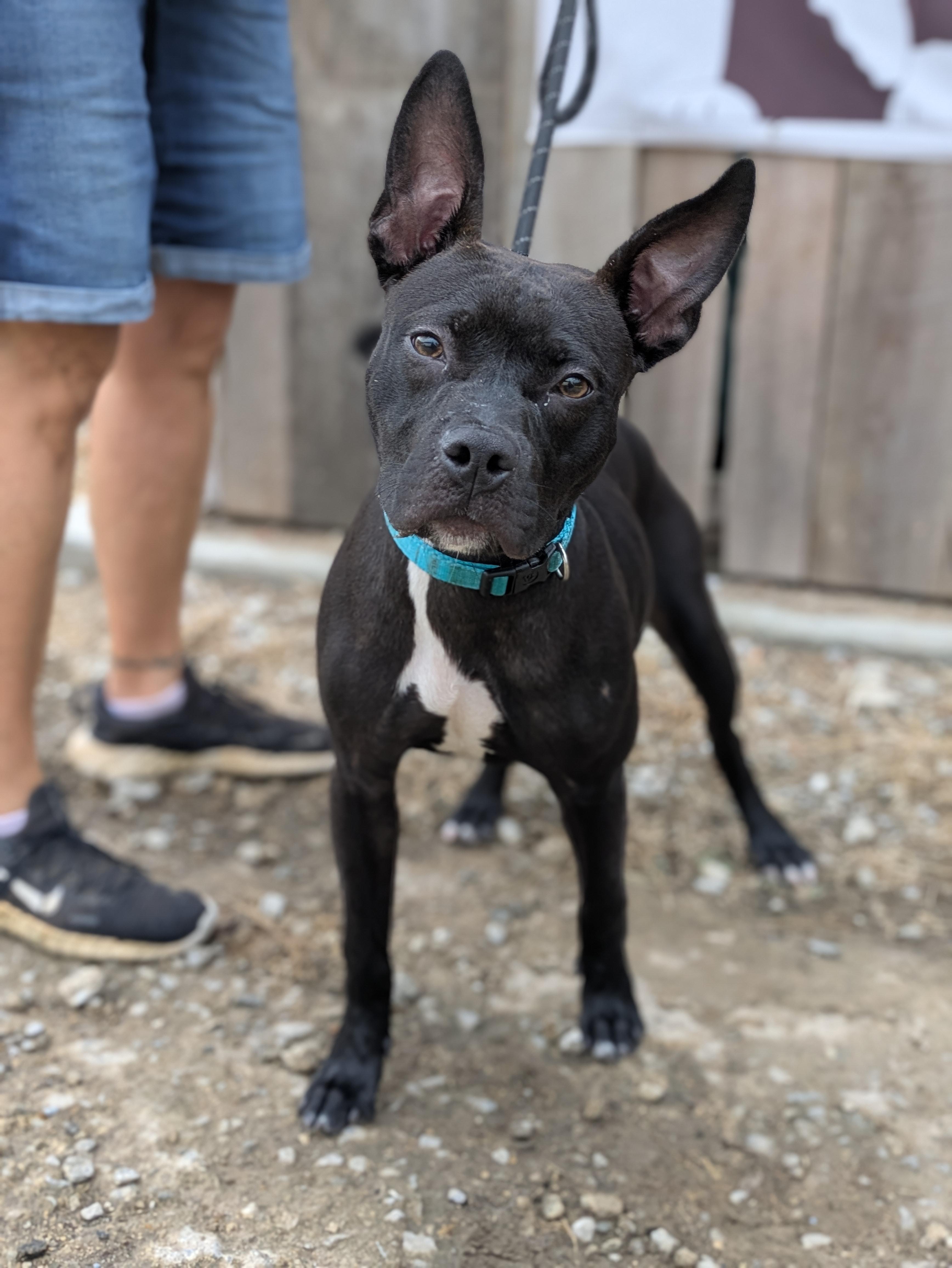 Zade, a Adoptable Mixed Breed in Huntsville, AL image 2/3