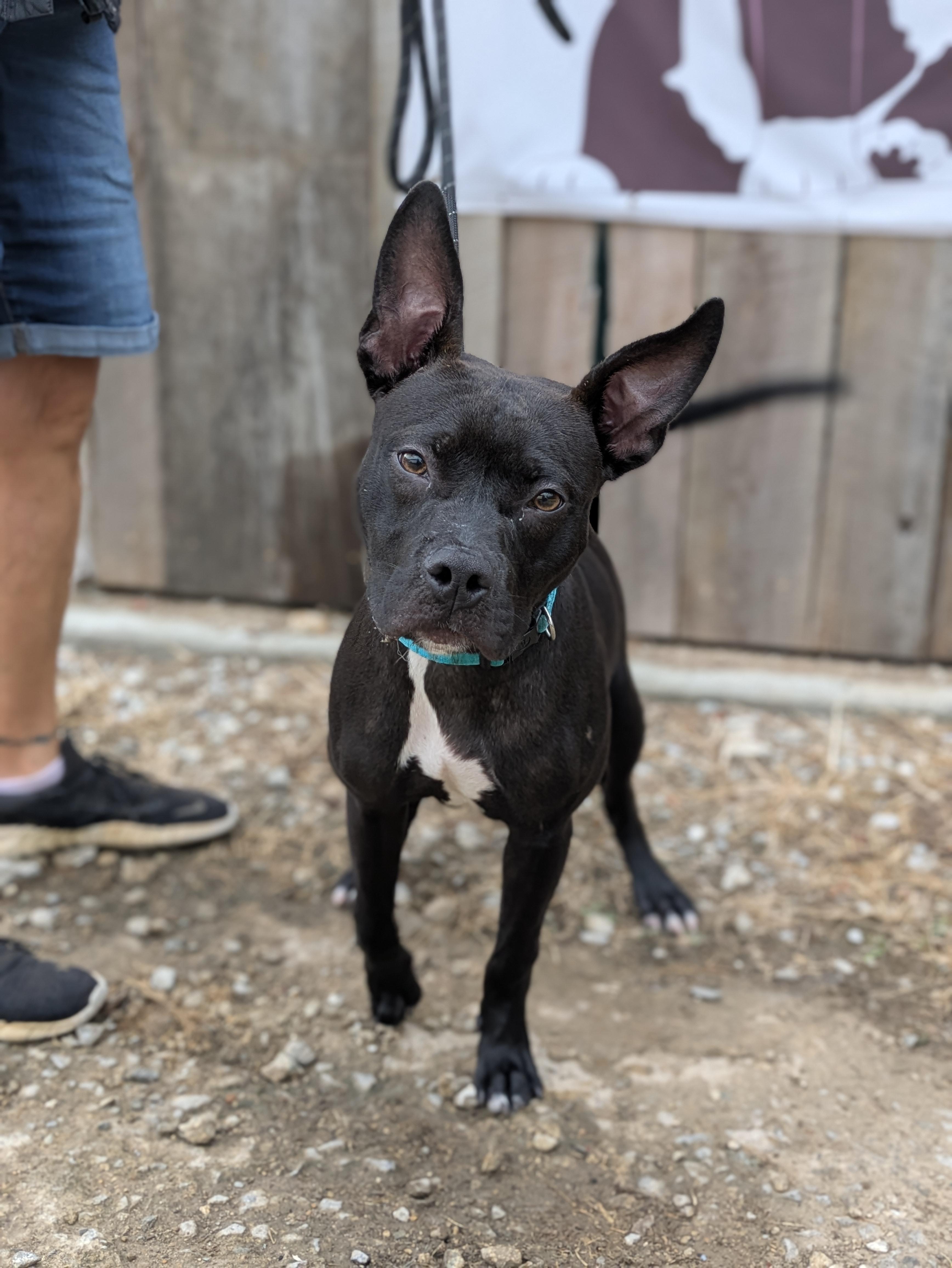 Zade, a Adoptable Mixed Breed in Huntsville, AL image 3/3