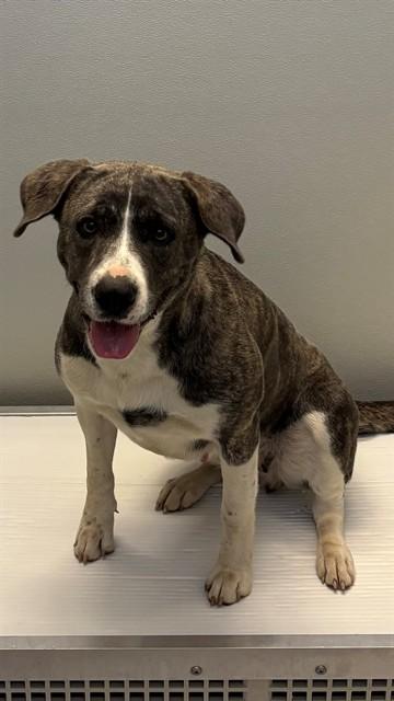 BISCUIT, Adoptable, Young Female Catahoula Leopard Dog & Mixed Breed.