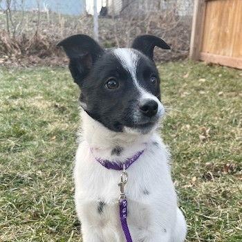 Enlarge **COMET**, a Adoptable mixed breed in North Prairie, WI image 2/3