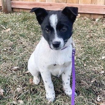 Enlarge **COMET**, a Adoptable mixed breed in North Prairie, WI image 3/3