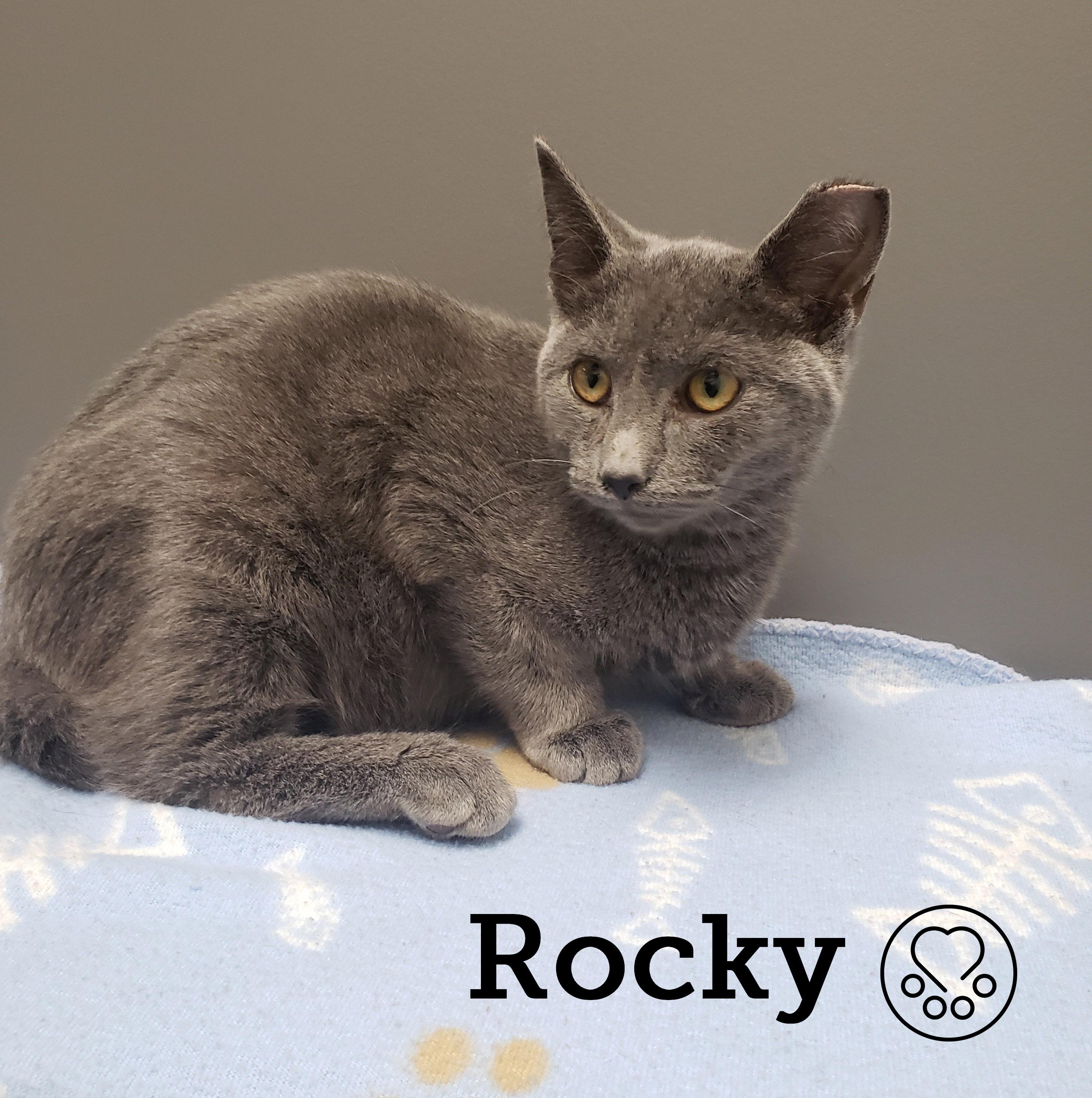 Enlarge Rocky, a Adoptable Domestic Short Hair in Anjou, QC image 2/2