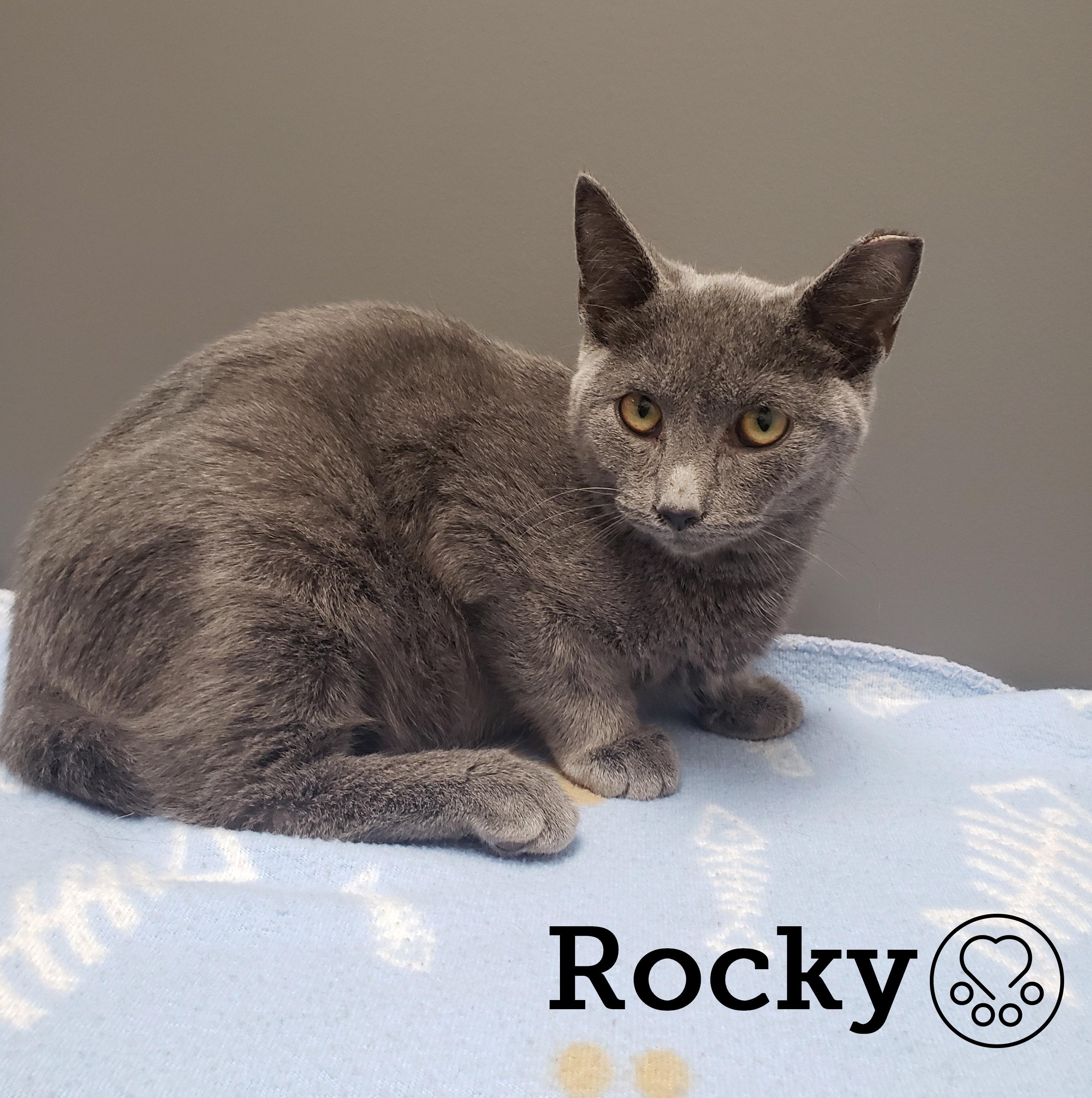 Rocky, Adoptable, Kitten Male Domestic Short Hair.