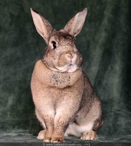 Spice fka Brownie, Adoptable, Adult Female Bunny Rabbit.