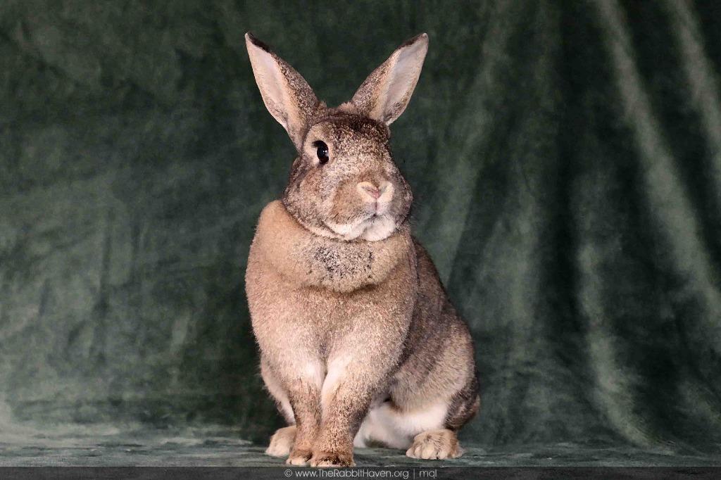 Enlarge Spice fka Brownie, a Adoptable Bunny Rabbit in Scotts Valley, CA image 2/2