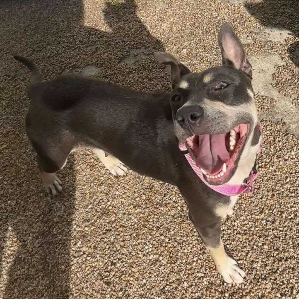Jackie HW+, Adoptable, Adult Female American Staffordshire Terrier.