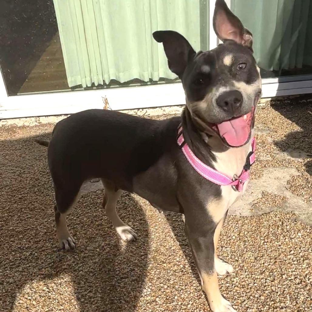 Enlarge Jackie HW+, a Adoptable American Staffordshire Terrier in Tampa, FL image 2/6