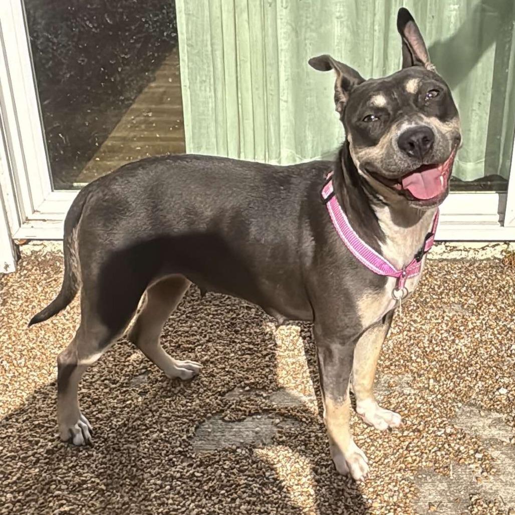 Enlarge Jackie HW+, a Adoptable American Staffordshire Terrier in Tampa, FL image 3/6