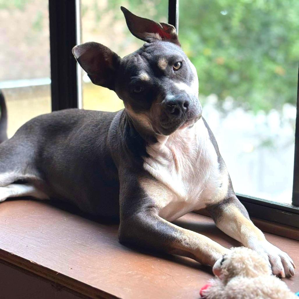 Enlarge Jackie HW+, a Adoptable American Staffordshire Terrier in Tampa, FL image 4/6
