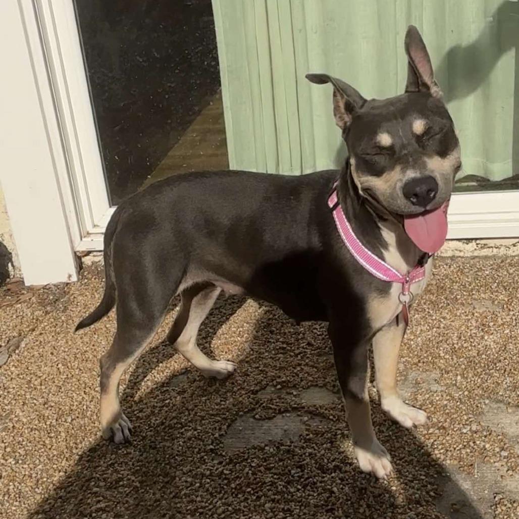 Enlarge Jackie HW+, a Adoptable American Staffordshire Terrier in Tampa, FL image 5/6