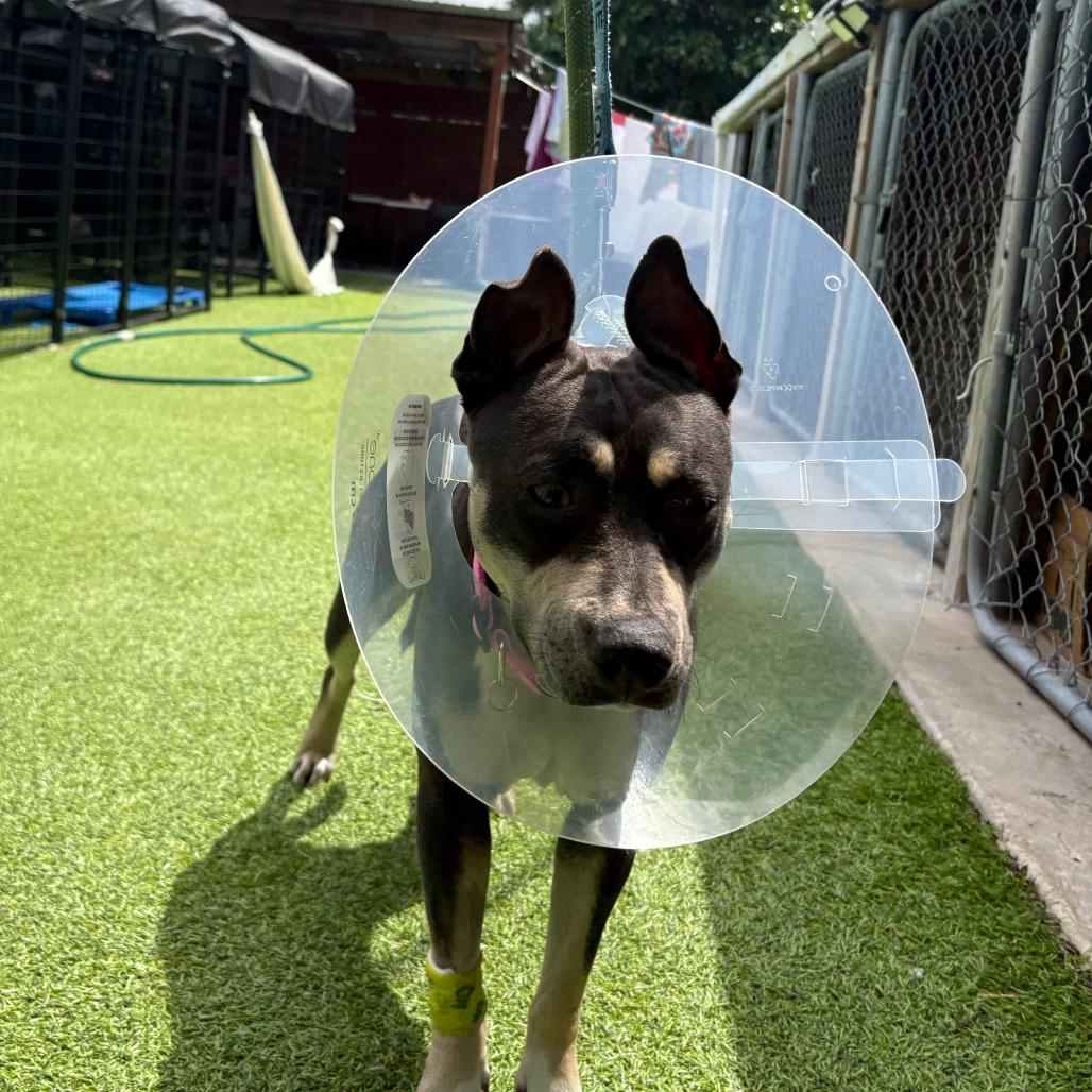 Enlarge Jackie HW+, a Adoptable American Staffordshire Terrier in Tampa, FL image 6/6