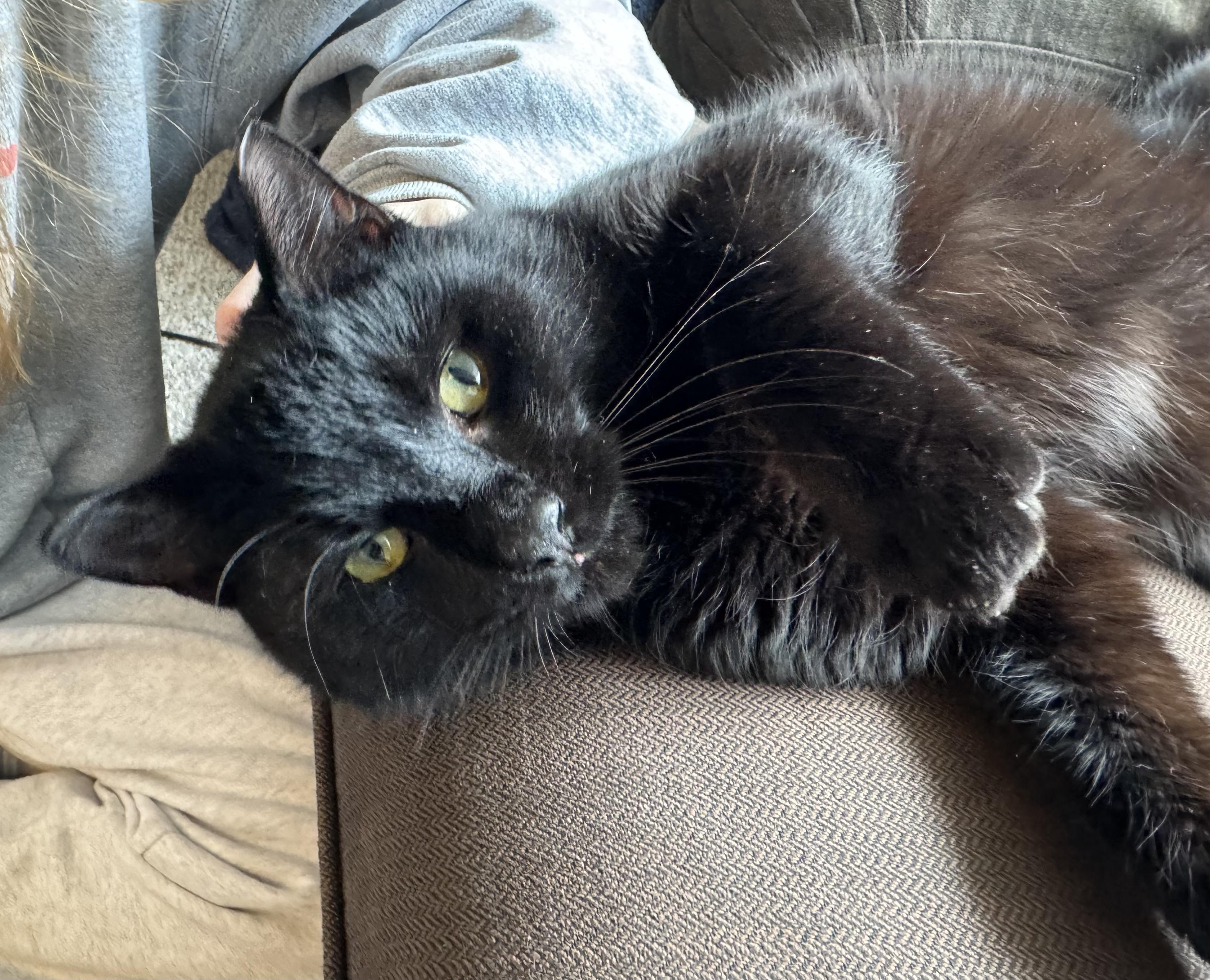 Fabian, ADOPTABLE, Adult Male Domestic Short Hair.