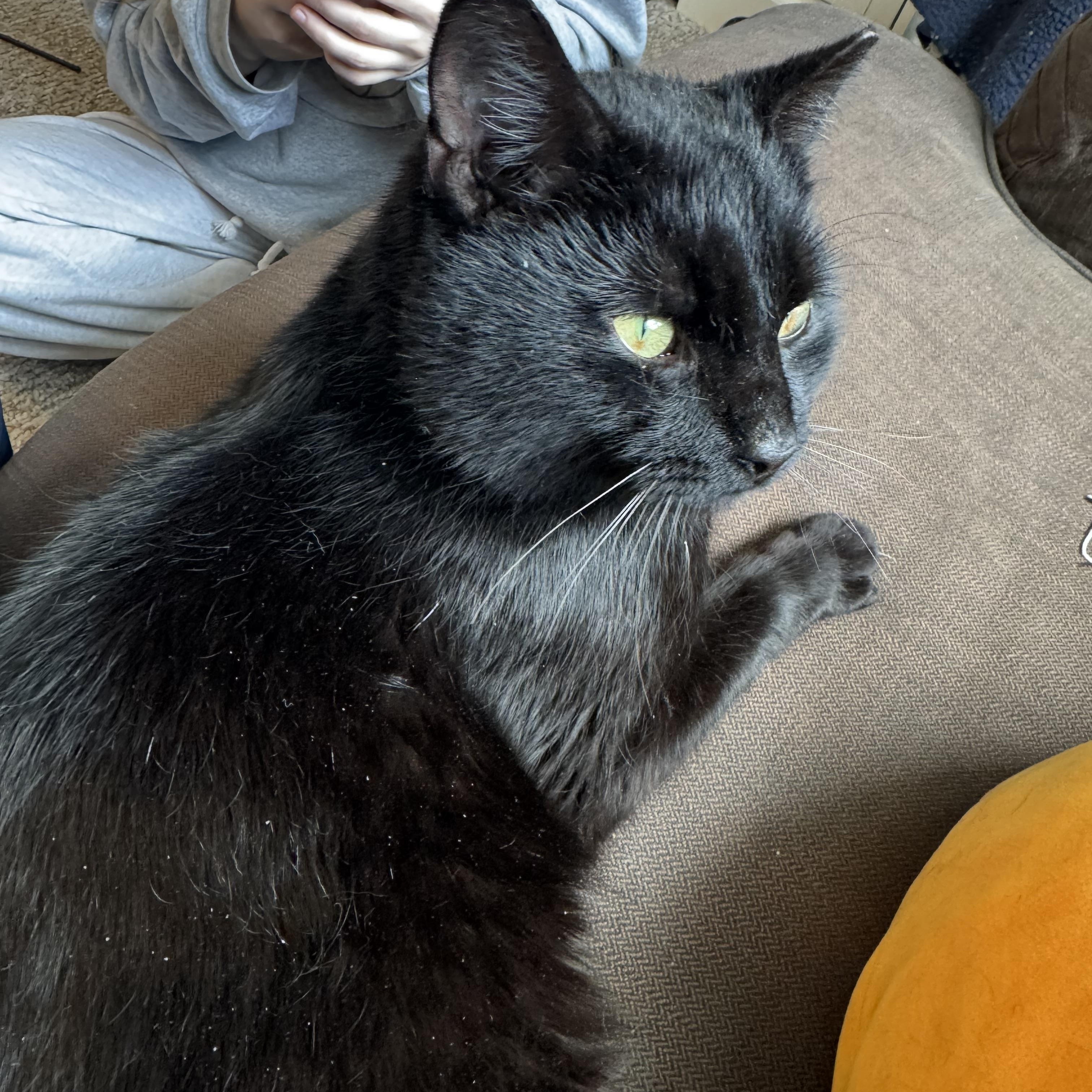 Enlarge Fabian, a ADOPTABLE Domestic Short Hair in Rochester, NY image 2/3