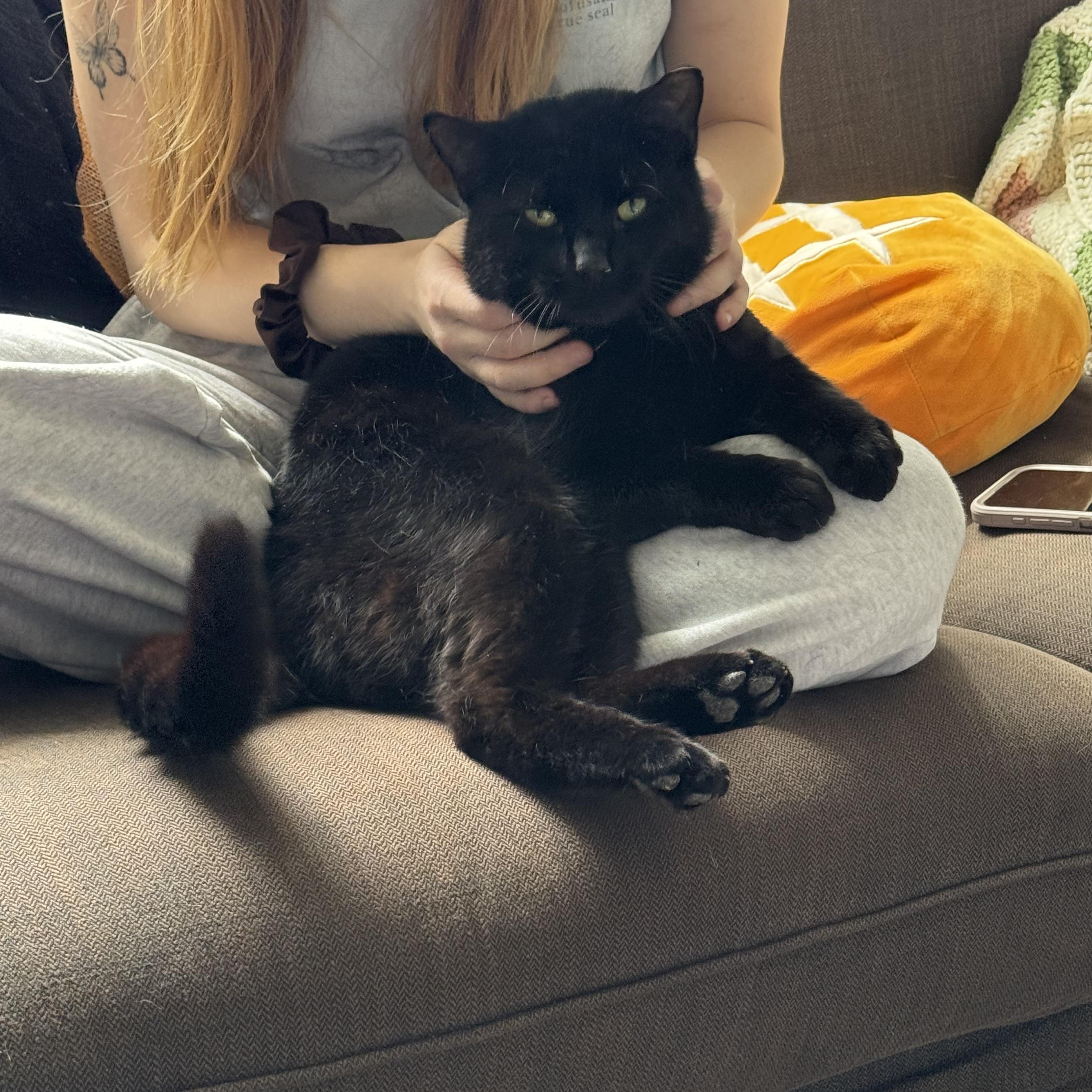 Enlarge Fabian, an adopted Domestic Short Hair in Rochester, NY image 6/6