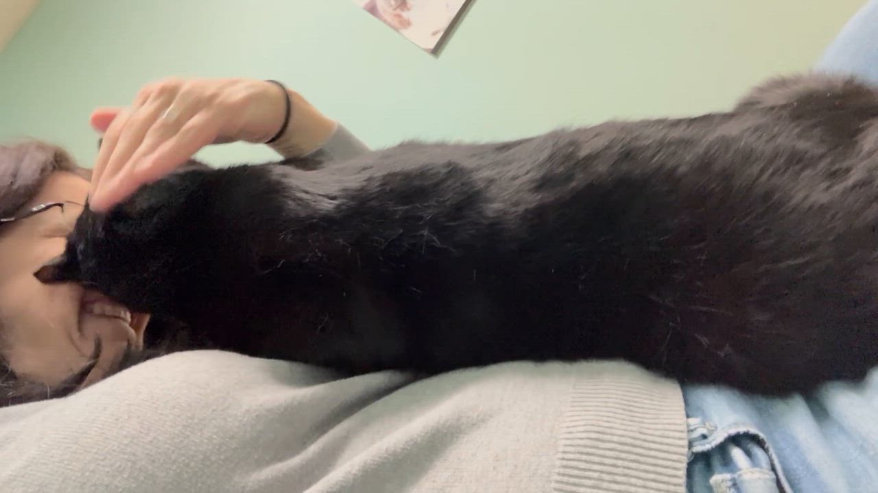 Enlarge Fabian, an adopted Domestic Short Hair in Rochester, NY video 4/6