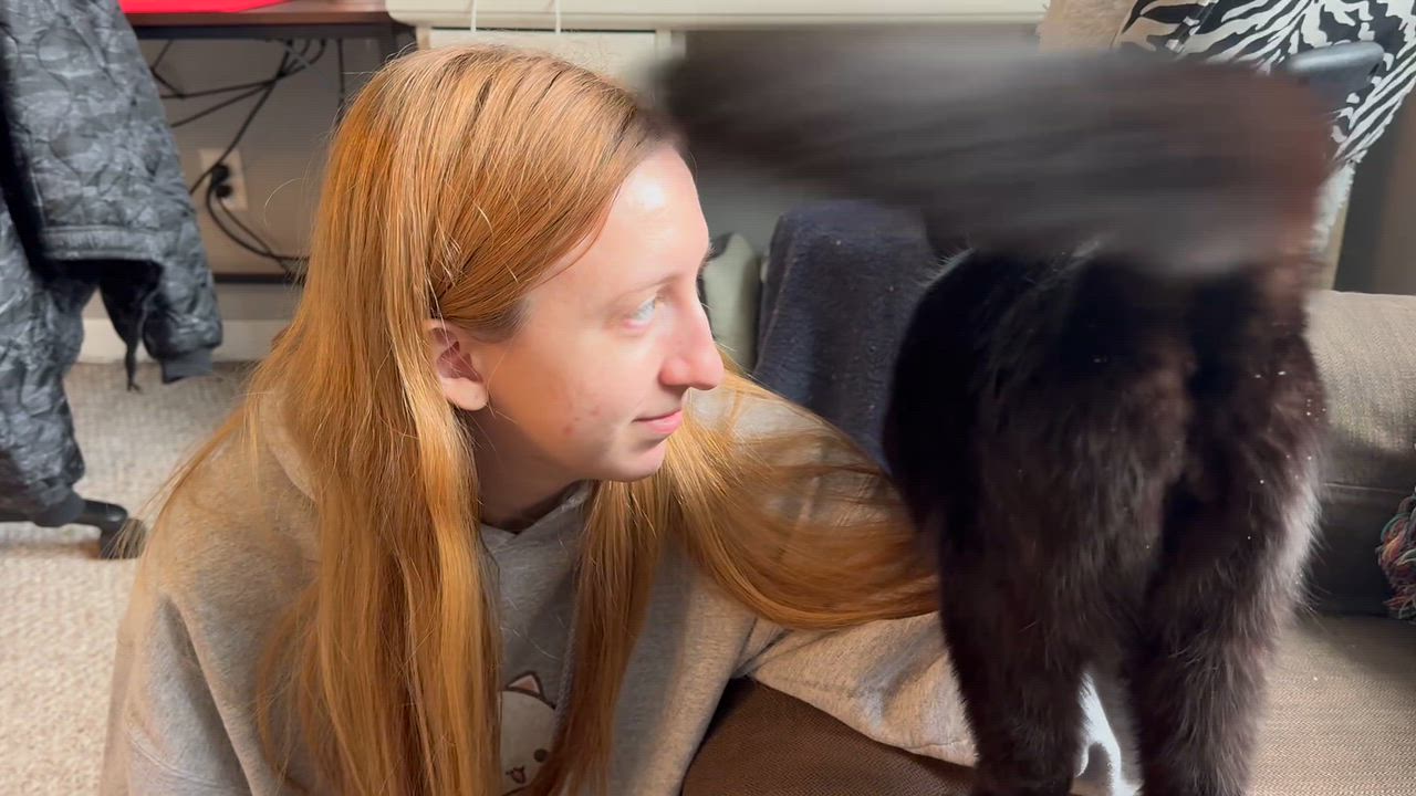 Enlarge Fabian, a ADOPTABLE Domestic Short Hair in Rochester, NY video 3/3