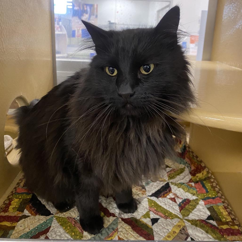 Charcoal, Adoptable, Adult Male Domestic Long Hair.