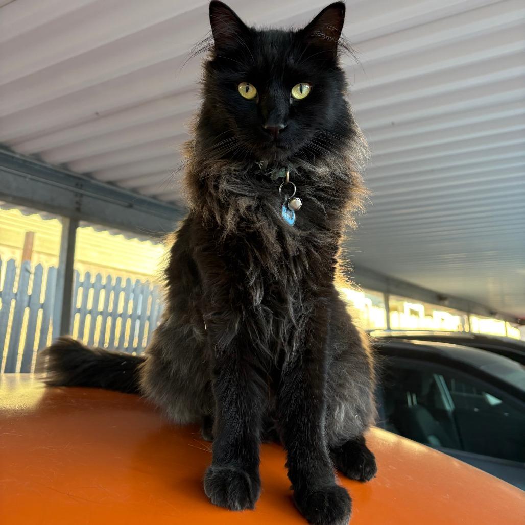 Charcoal, Adoptable, Adult Male Domestic Long Hair.