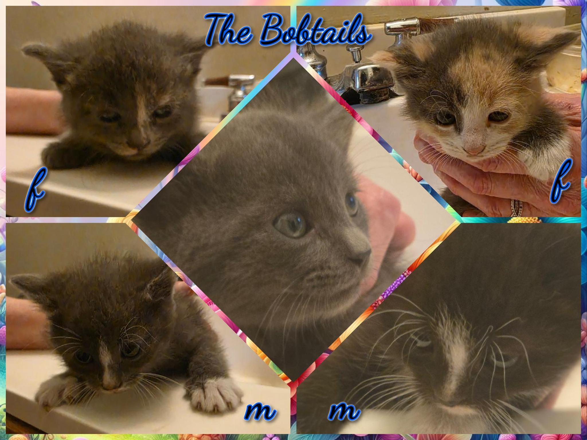 THE BOBTAILS, ADOPTABLE, Kitten Female American Bobtail.