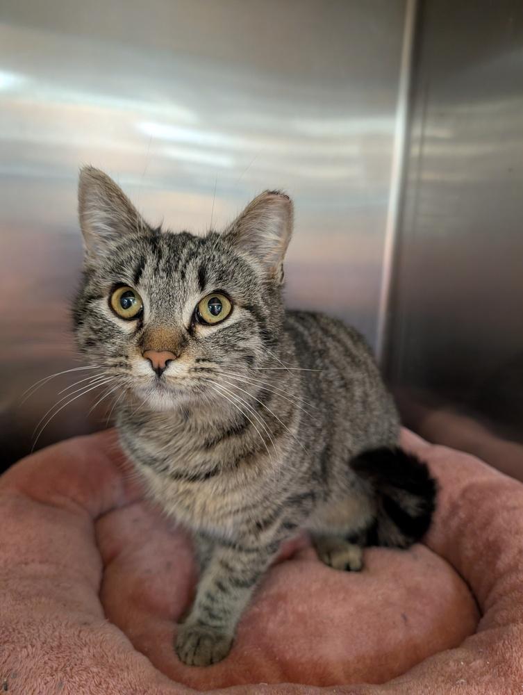 Sheena, Adoptable, Kitten Female Domestic Short Hair.