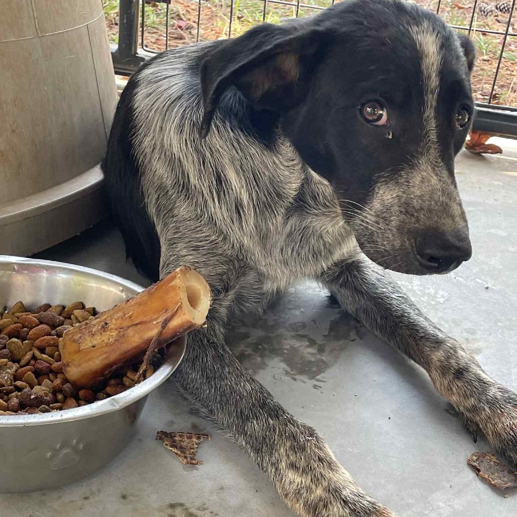 Wednesday, a Adoptable Mixed Breed in Valley, AL image 3/5