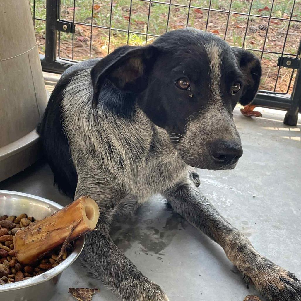 Wednesday, a Adoptable Mixed Breed in Valley, AL image 5/5