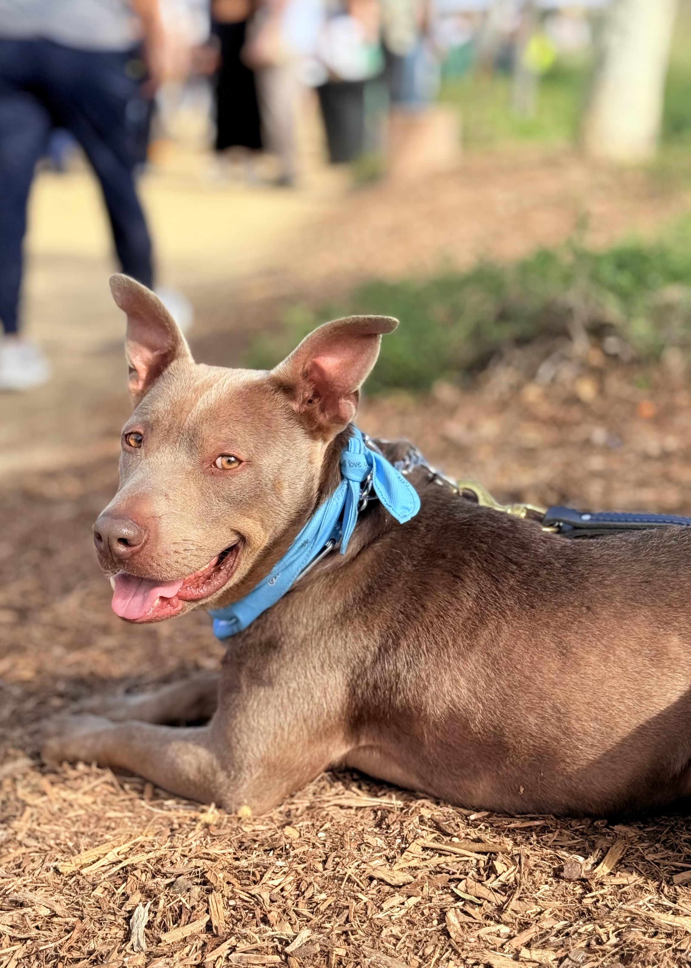 Enlarge Scooby, a ADOPTABLE Staffordshire Bull Terrier in Thousand Oaks, CA image 3/6