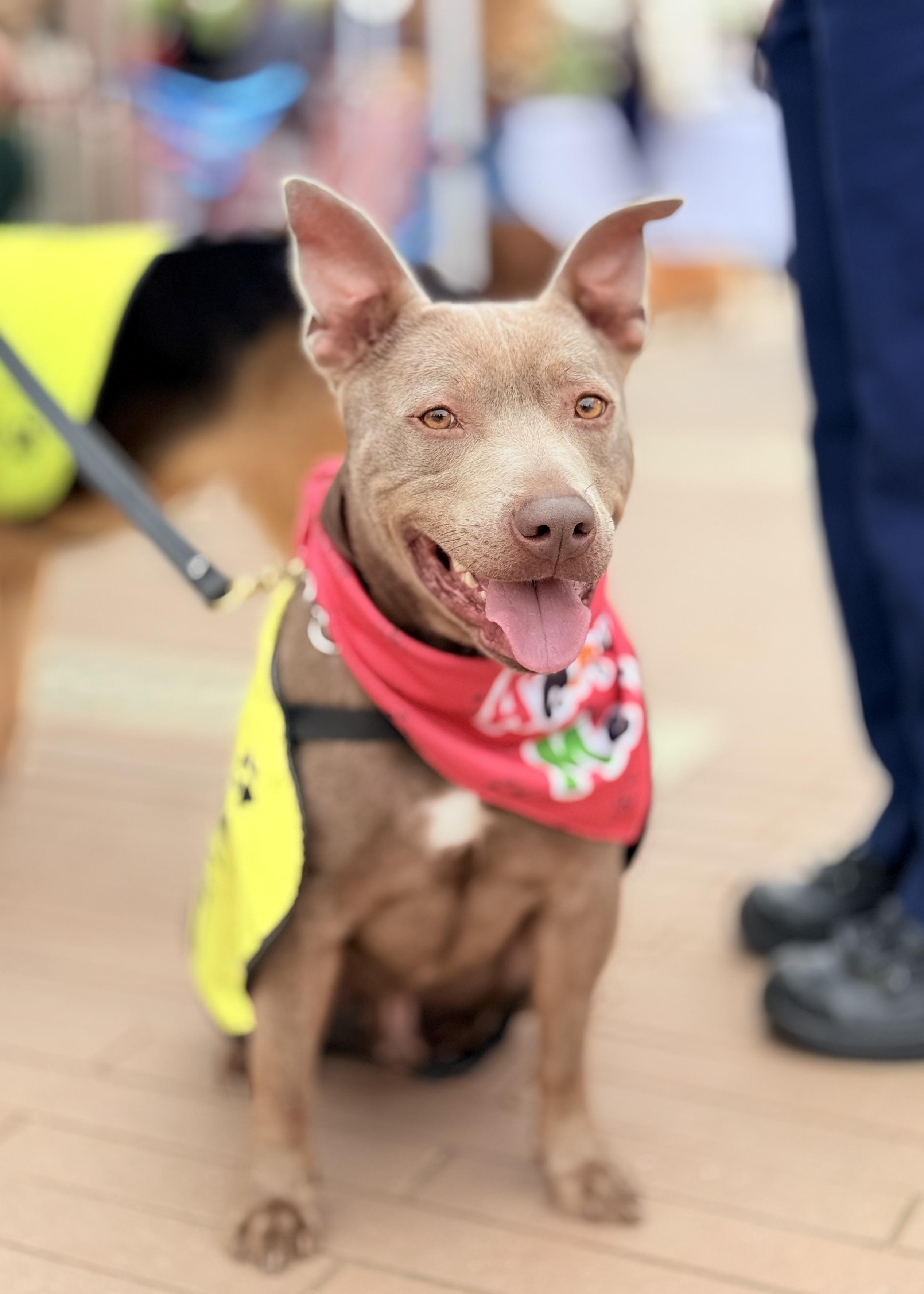 Enlarge Scooby, a ADOPTABLE Staffordshire Bull Terrier in Thousand Oaks, CA image 1/6