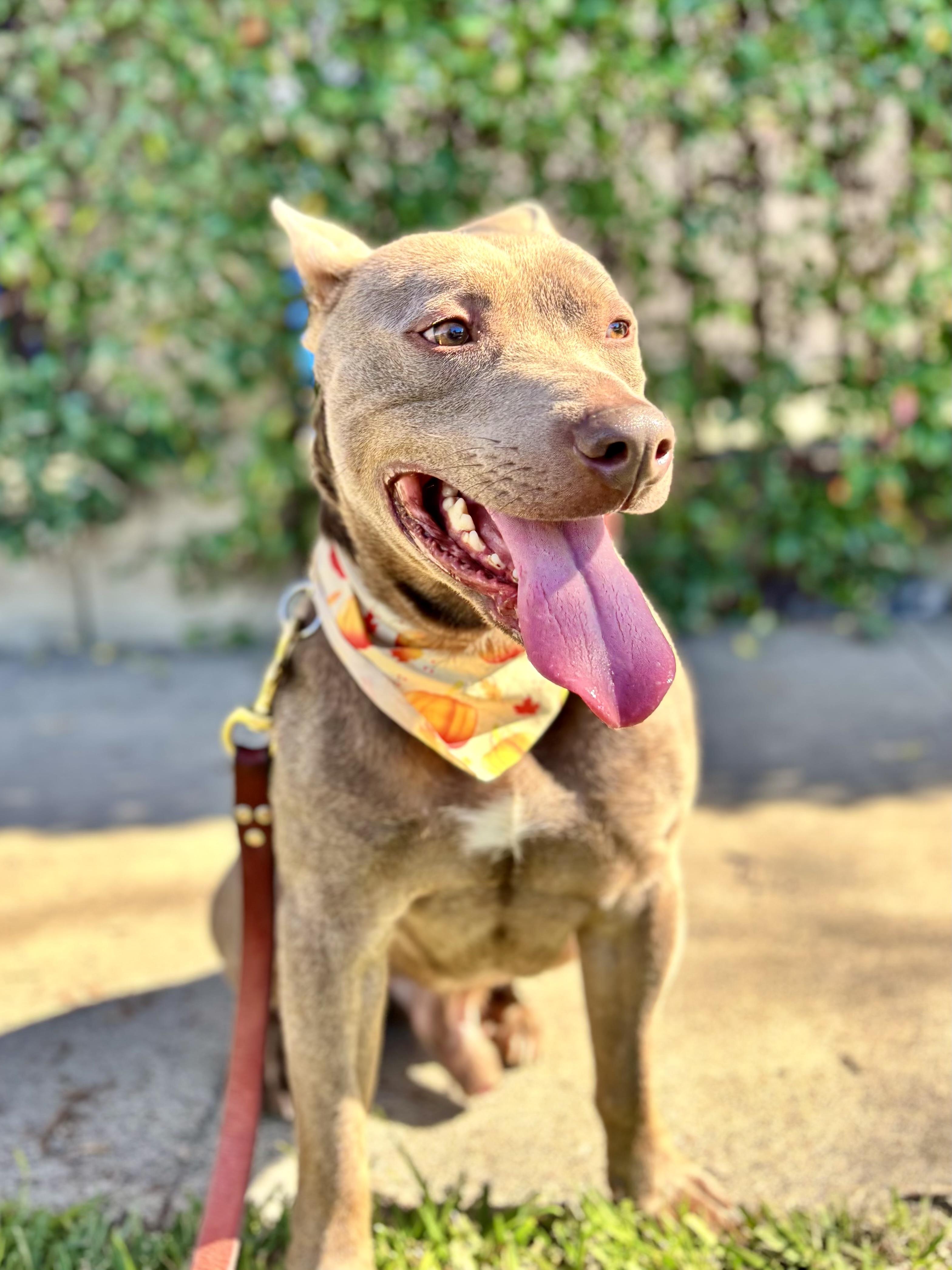 Enlarge Scooby, a ADOPTABLE Staffordshire Bull Terrier in Thousand Oaks, CA image 3/6