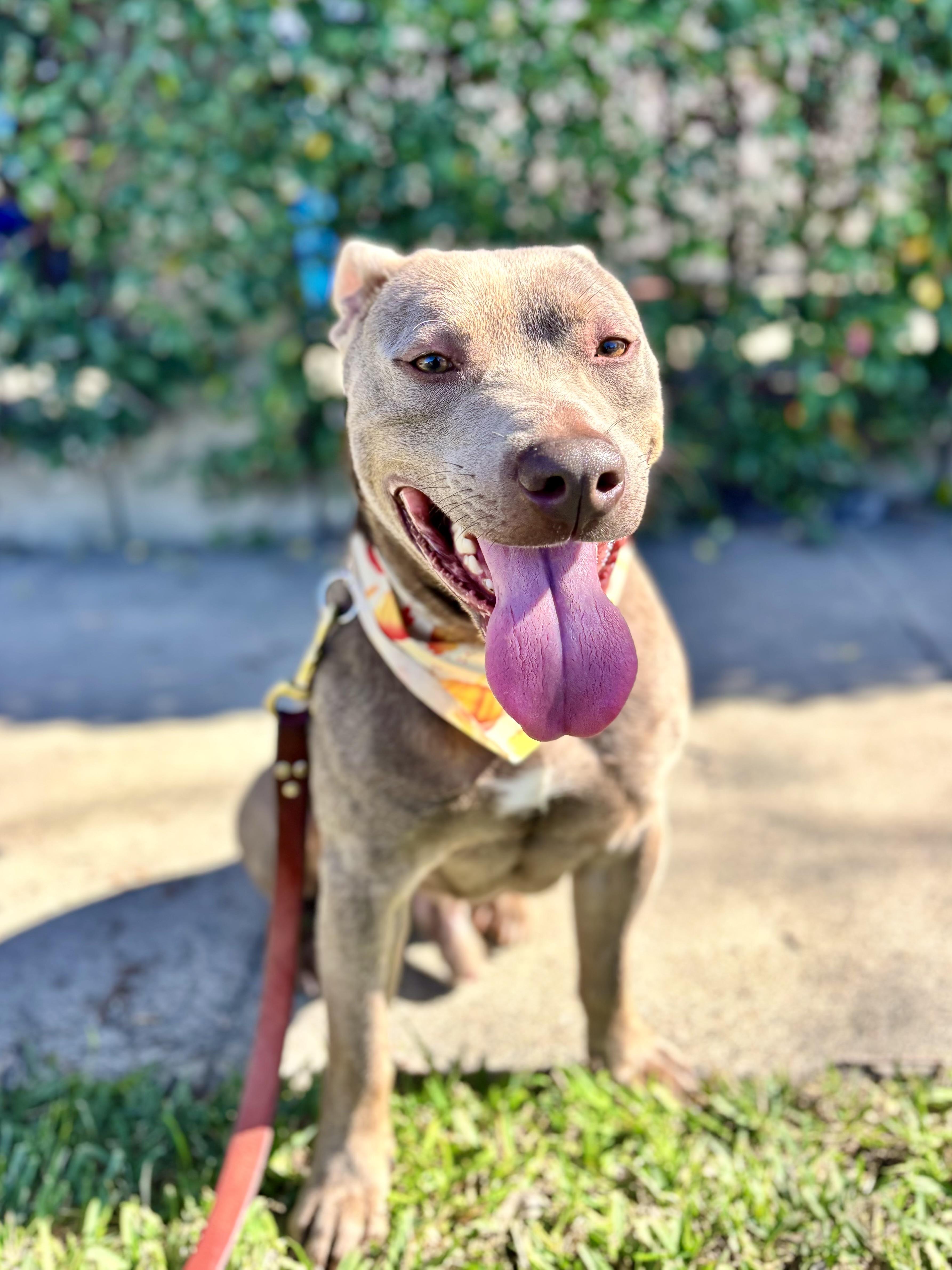 Enlarge Scooby, a ADOPTABLE Staffordshire Bull Terrier in Thousand Oaks, CA image 5/6