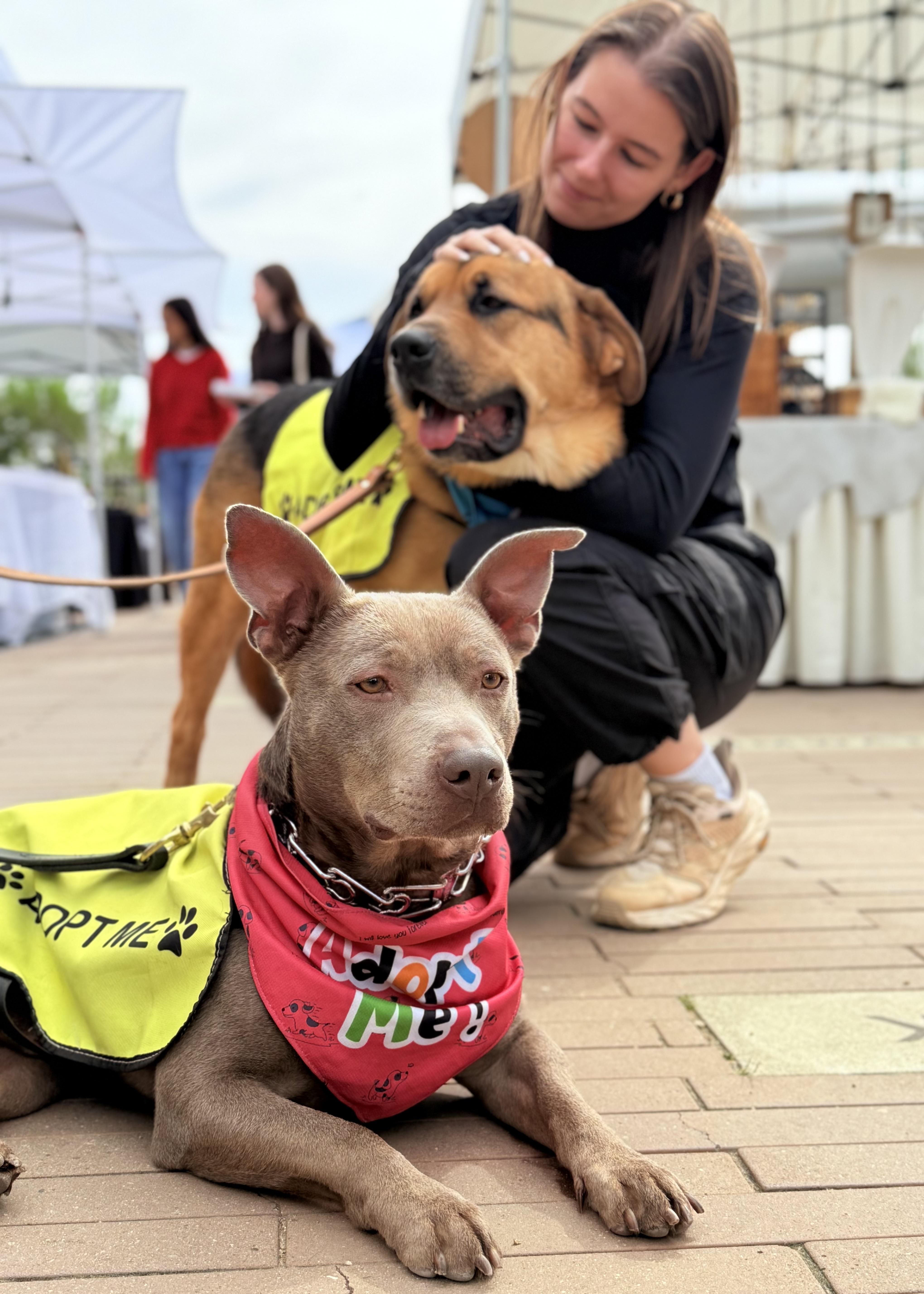 Enlarge Scooby, a ADOPTABLE Staffordshire Bull Terrier in Thousand Oaks, CA image 2/6