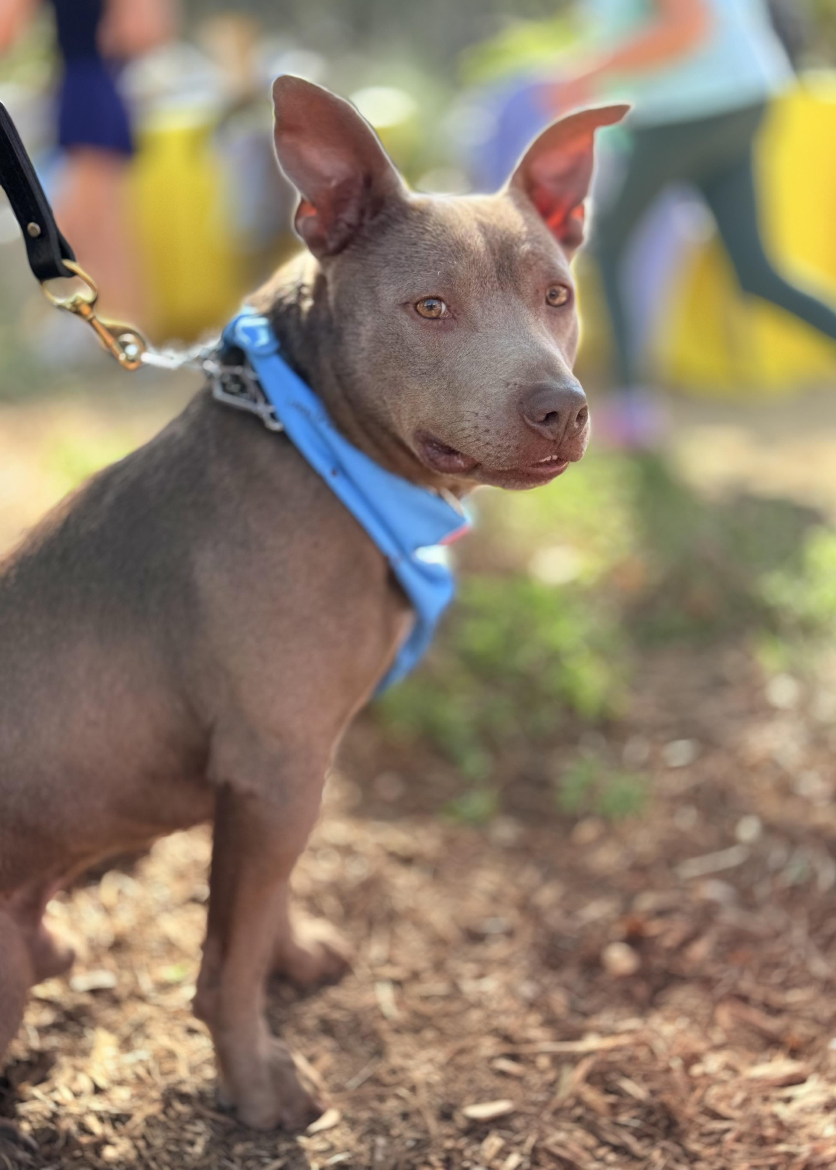 Enlarge Scooby, a ADOPTABLE Staffordshire Bull Terrier in Thousand Oaks, CA image 5/6