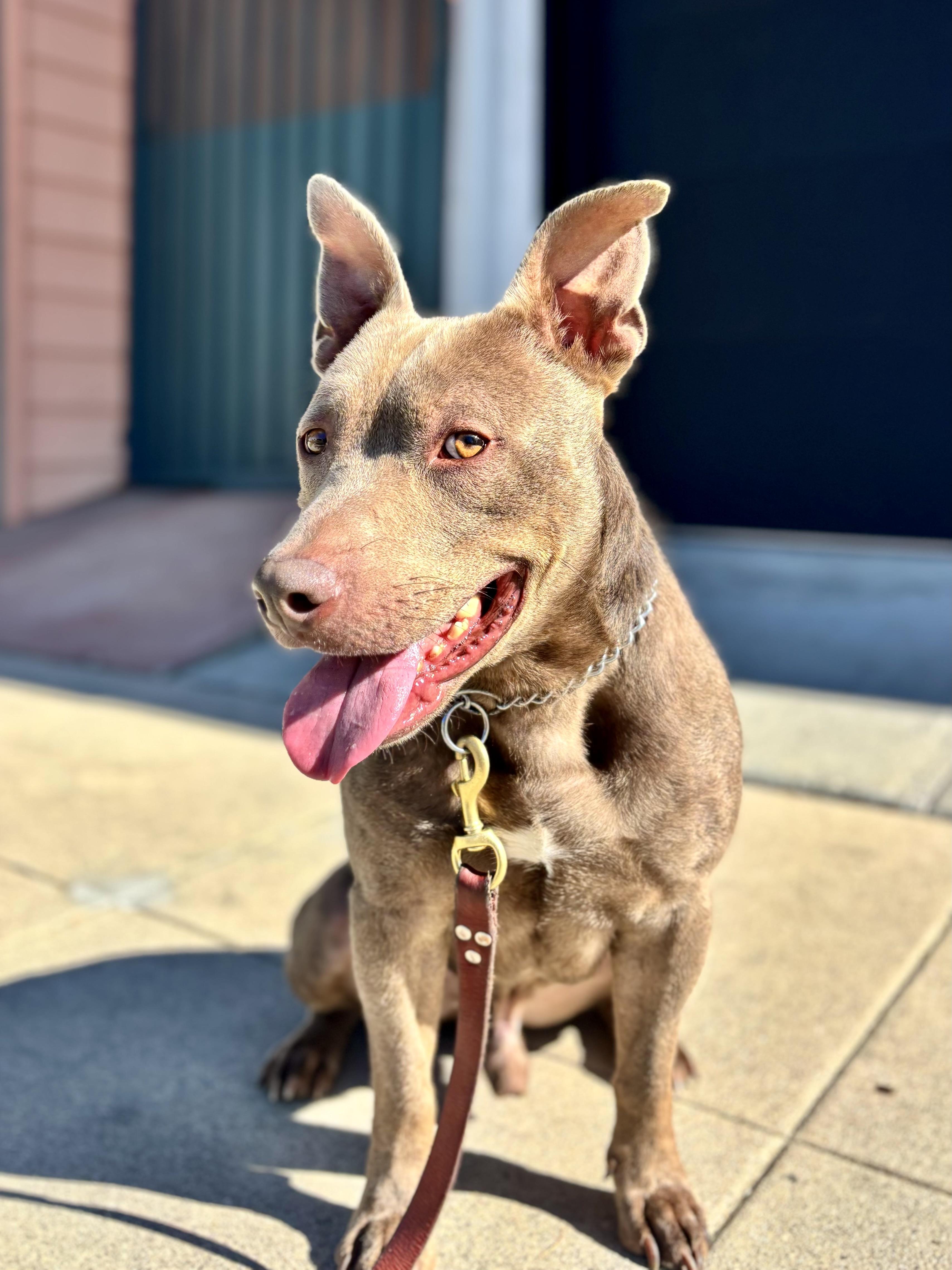 Enlarge Scooby, a ADOPTABLE Staffordshire Bull Terrier in Thousand Oaks, CA image 4/6