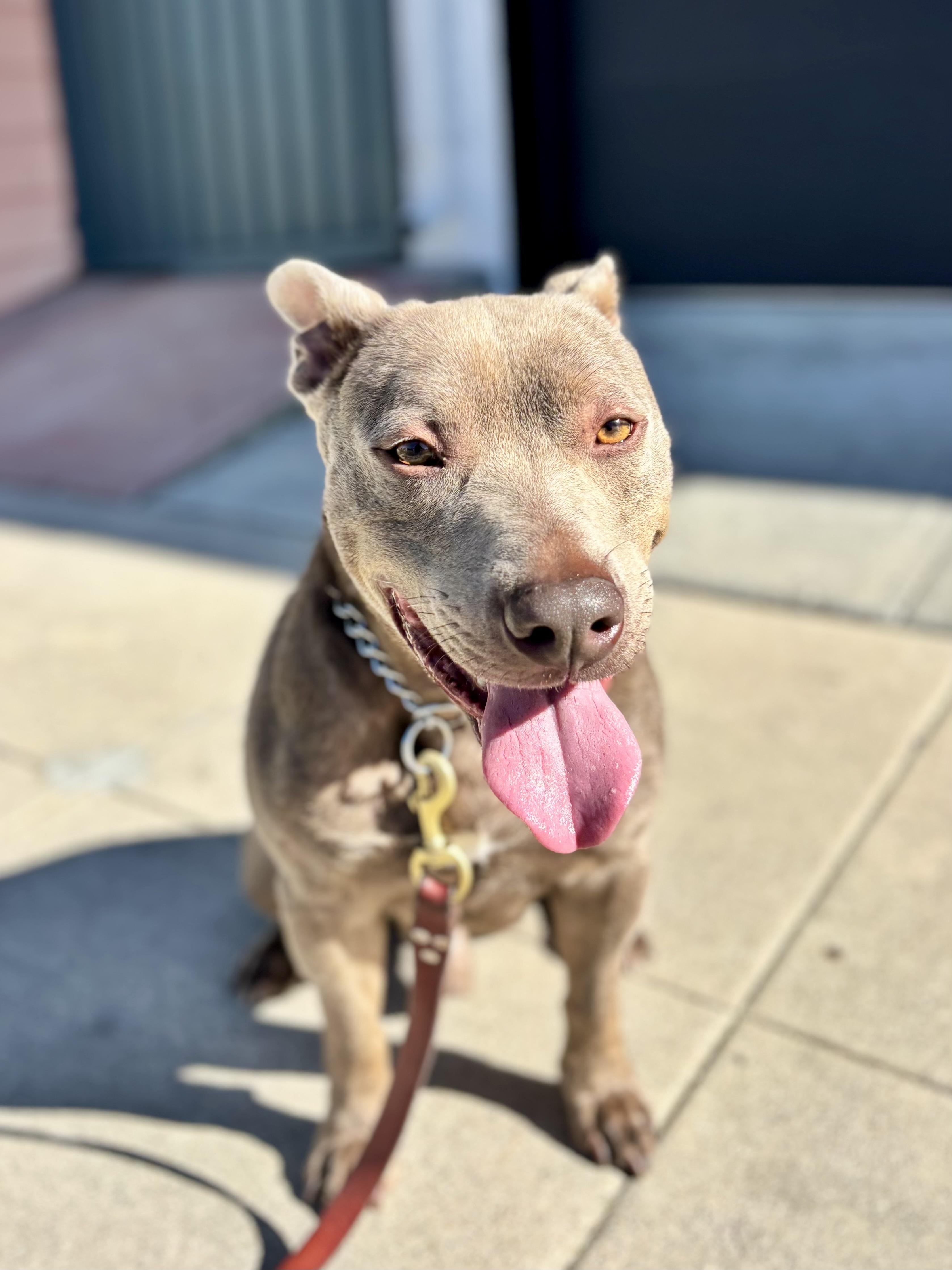 Scooby, ADOPTABLE, Young Male Staffordshire Bull Terrier.