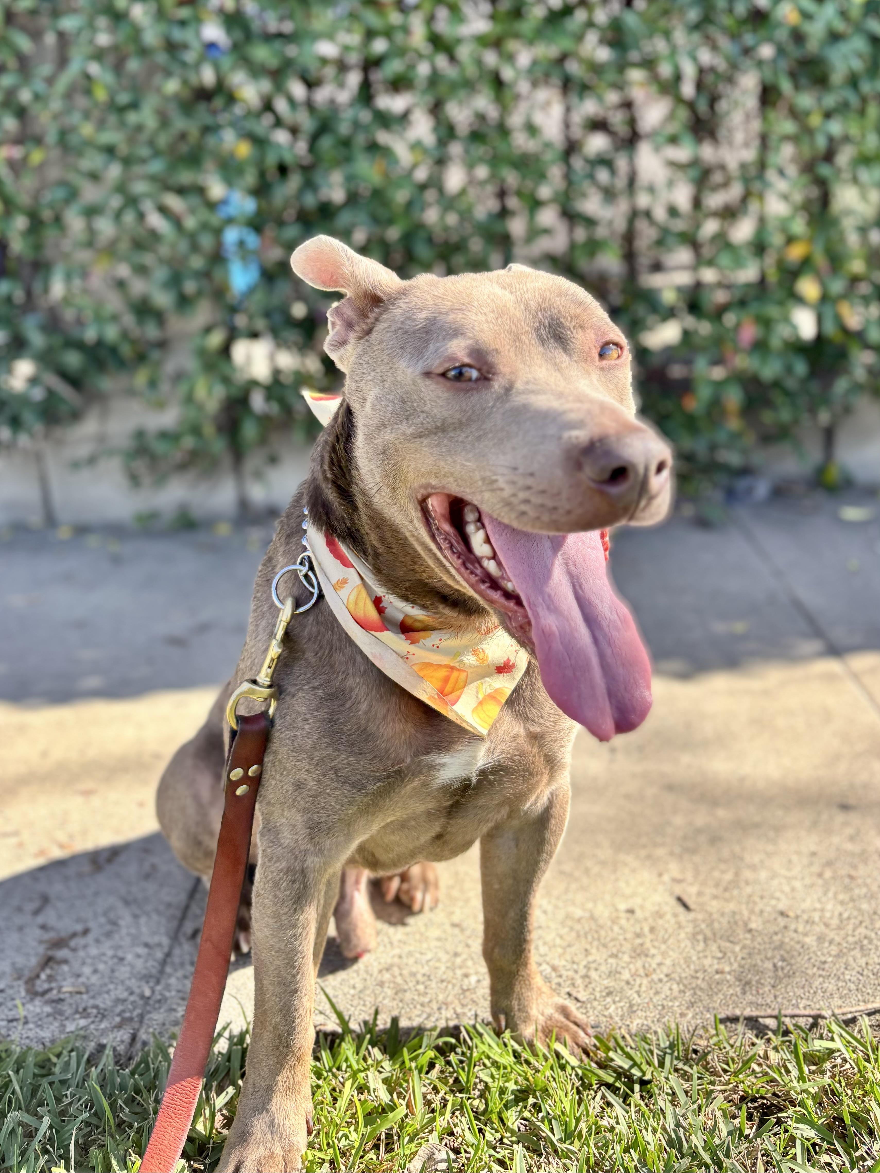 Enlarge Scooby, a ADOPTABLE Staffordshire Bull Terrier in Thousand Oaks, CA image 2/6
