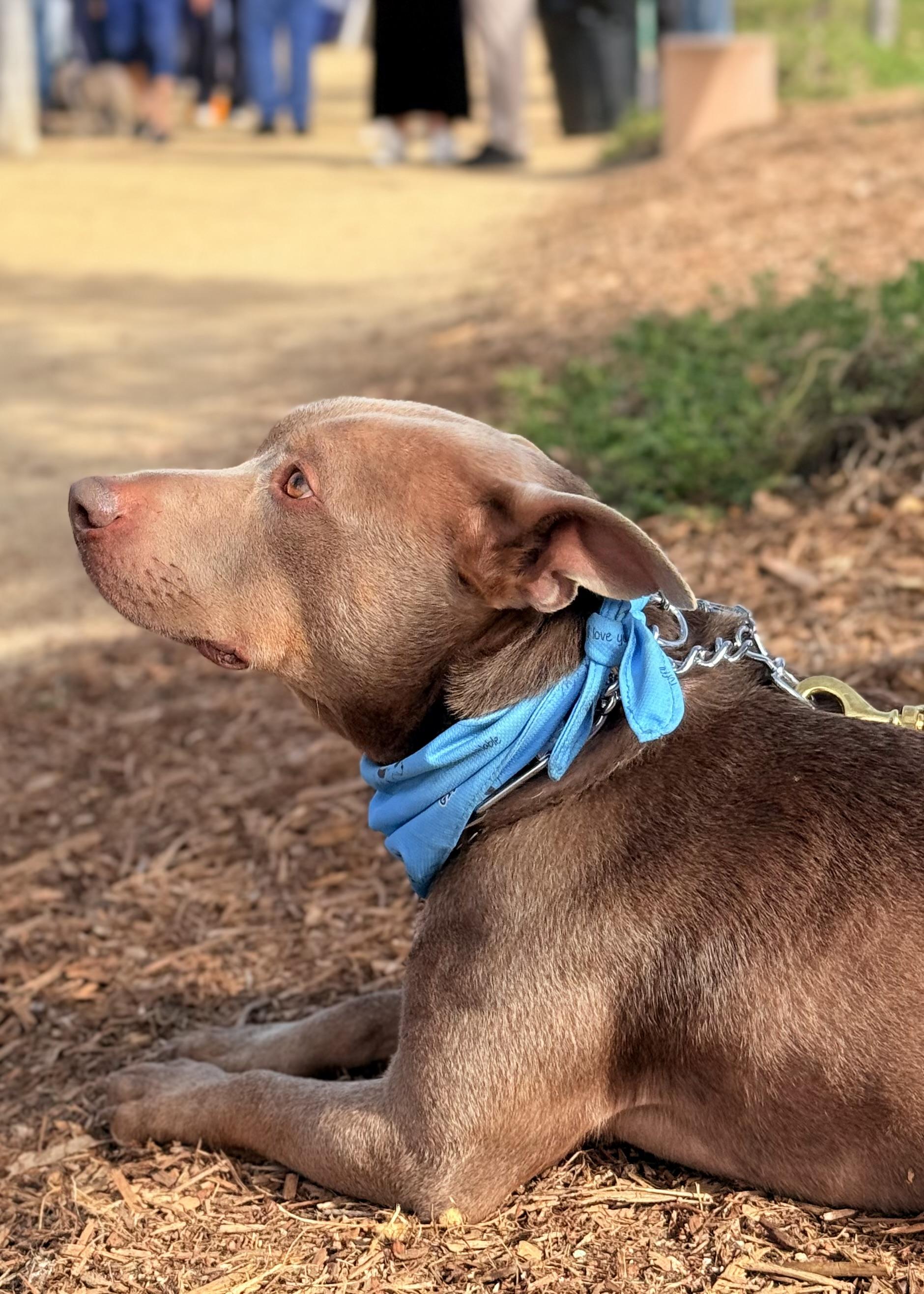 Enlarge Scooby, a ADOPTABLE Staffordshire Bull Terrier in Thousand Oaks, CA image 6/6