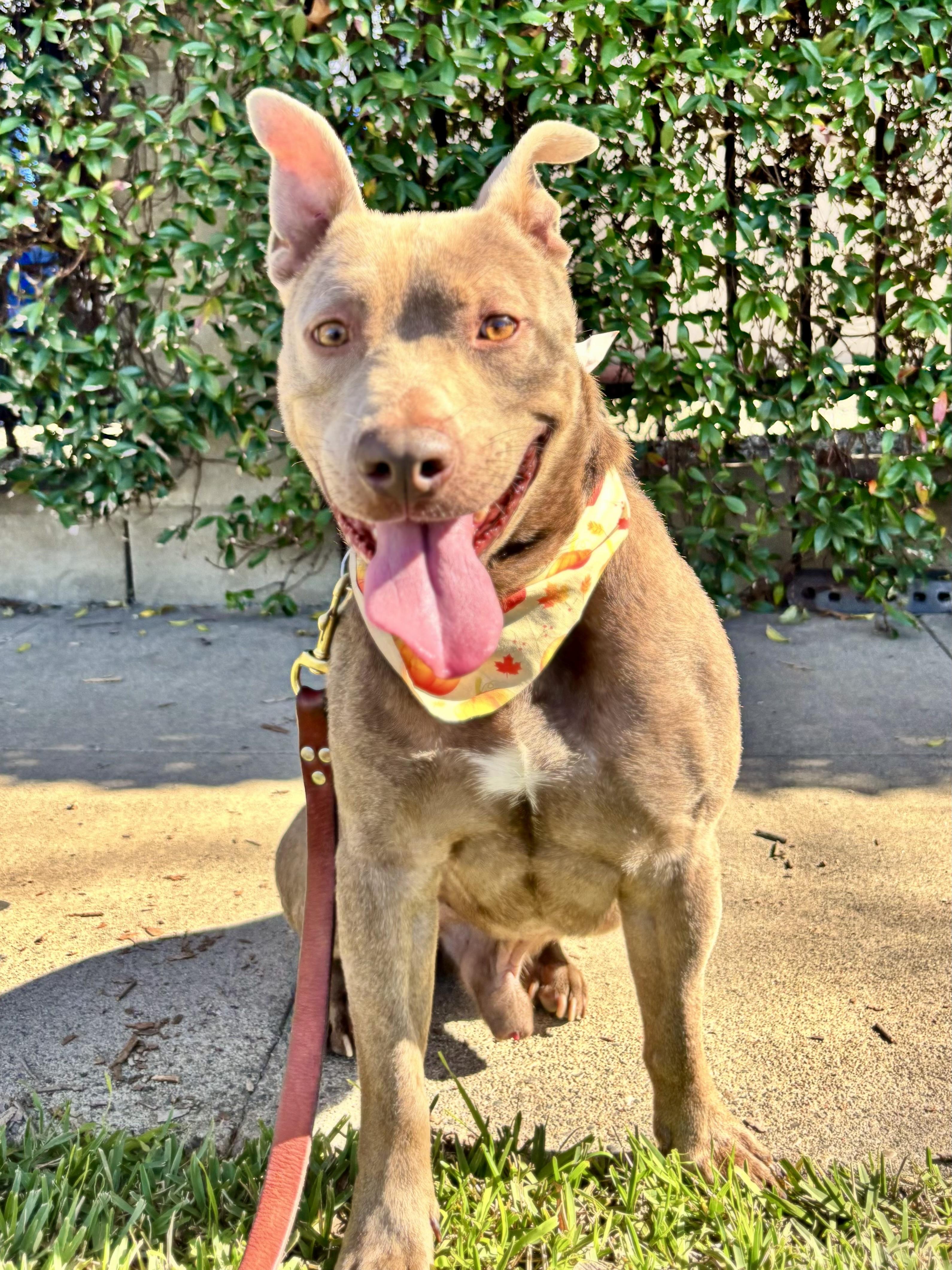 Enlarge Scooby, a ADOPTABLE Staffordshire Bull Terrier in Thousand Oaks, CA image 6/6