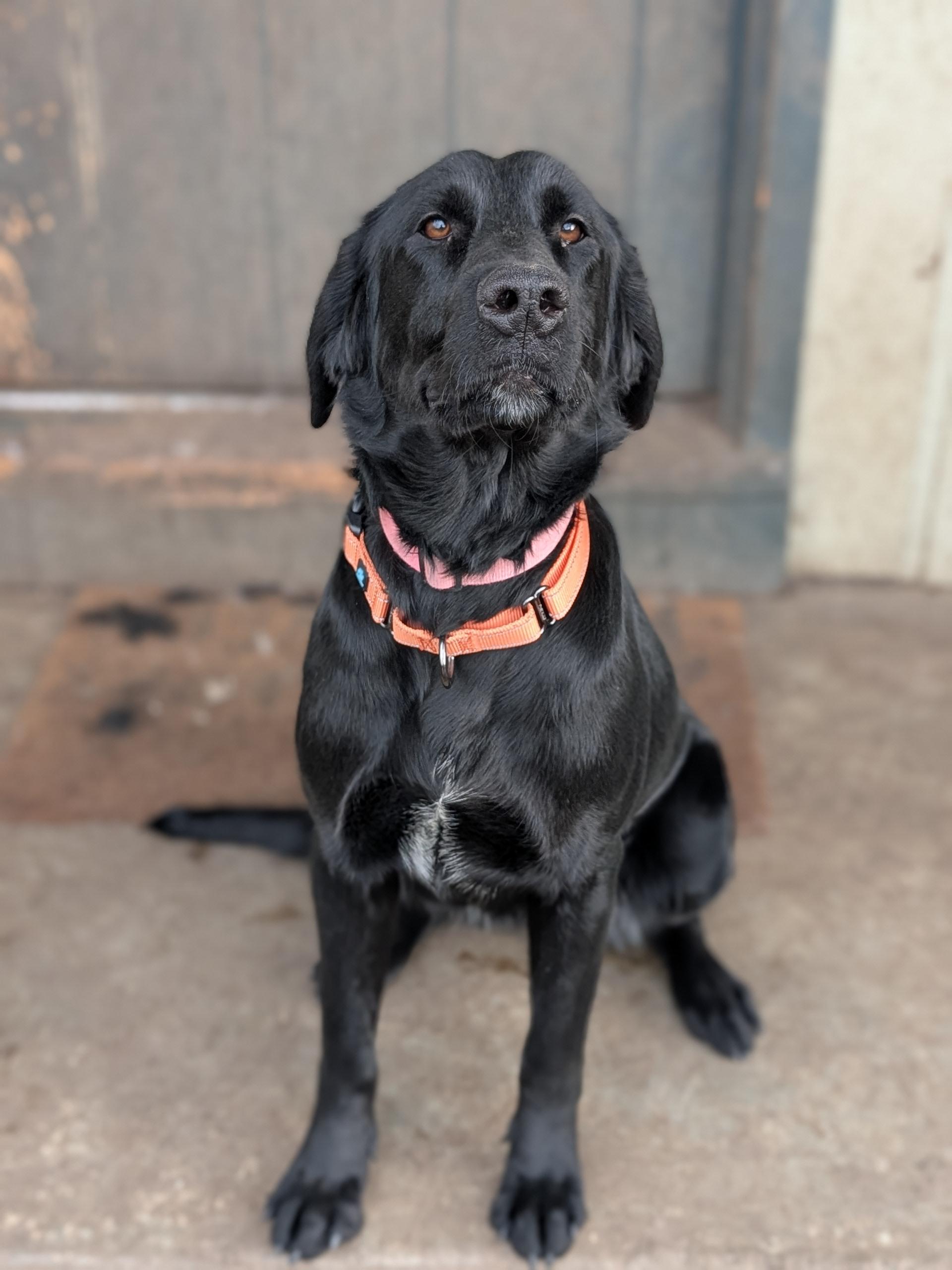 Enlarge Cleo, a ADOPTABLE mixed breed in COEUR D ALENE, ID image 1/3