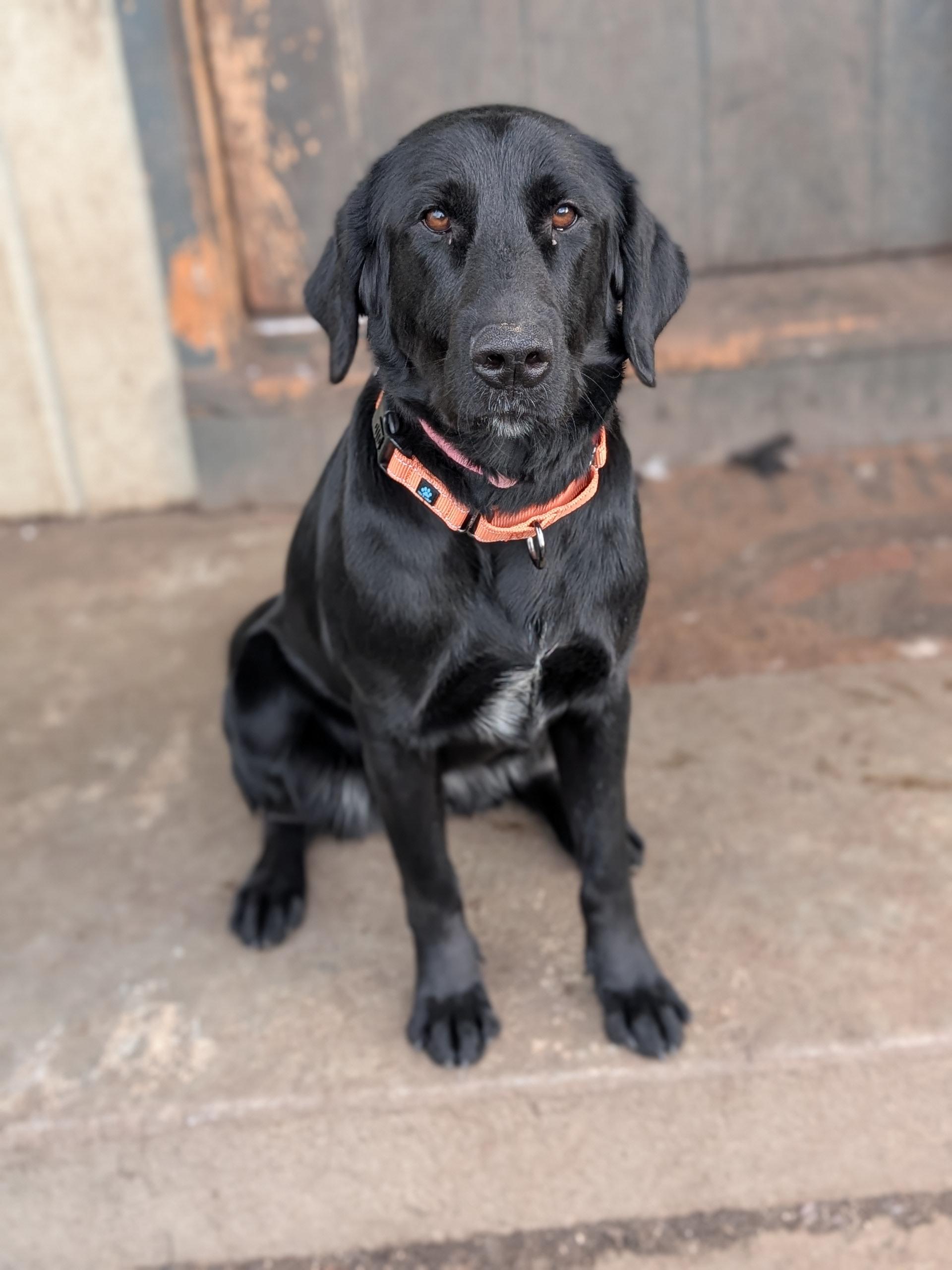 Enlarge Cleo, a ADOPTABLE mixed breed in COEUR D ALENE, ID image 2/3