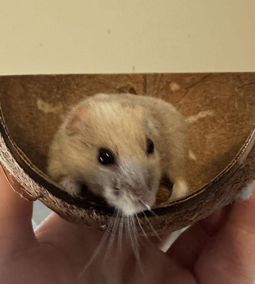 Enlarge Castiel, a ADOPTABLE Dwarf Hamster in Minneapolis, MN image 4/4