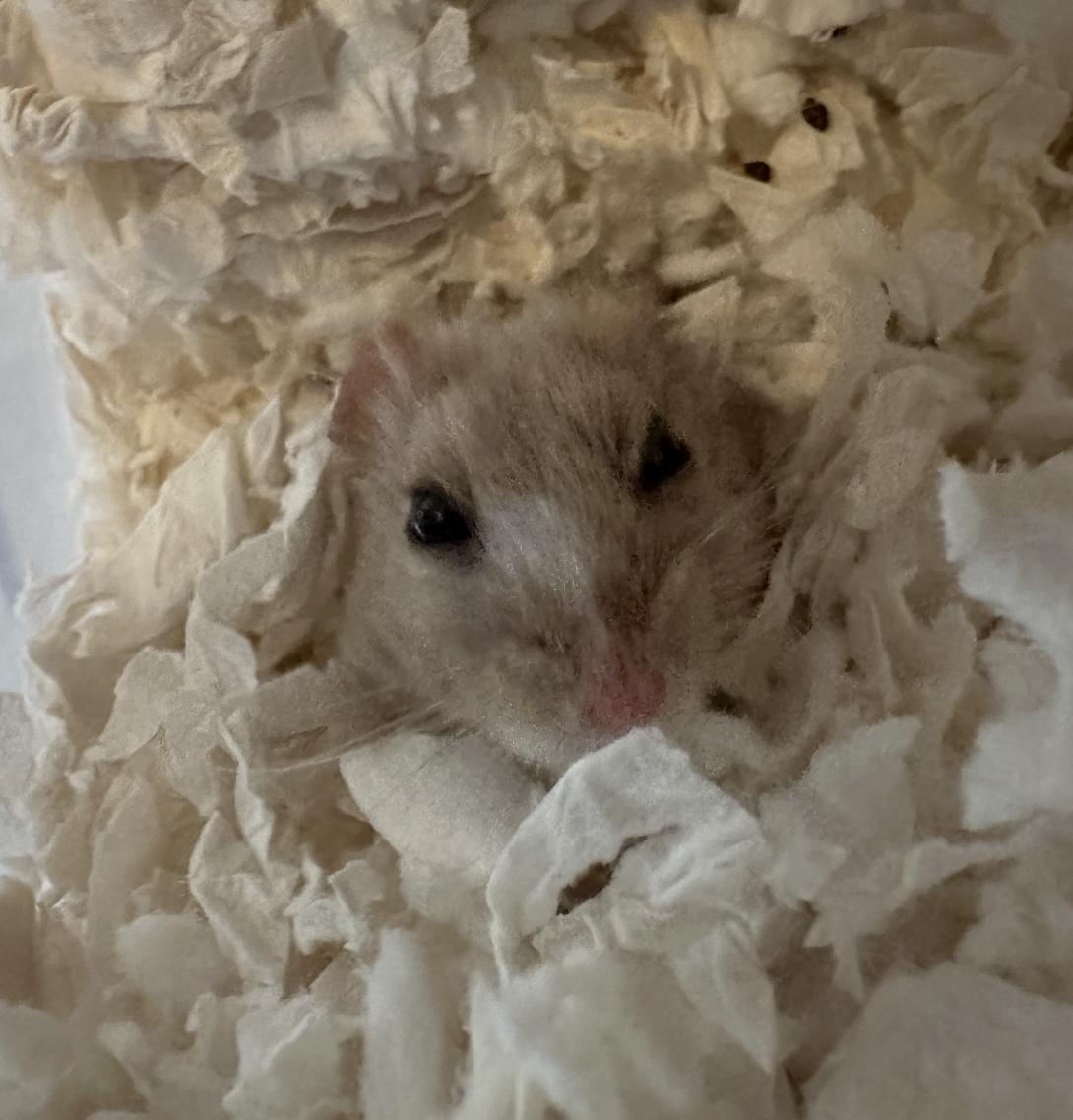 Enlarge Castiel, a ADOPTABLE Dwarf Hamster in Minneapolis, MN image 2/4
