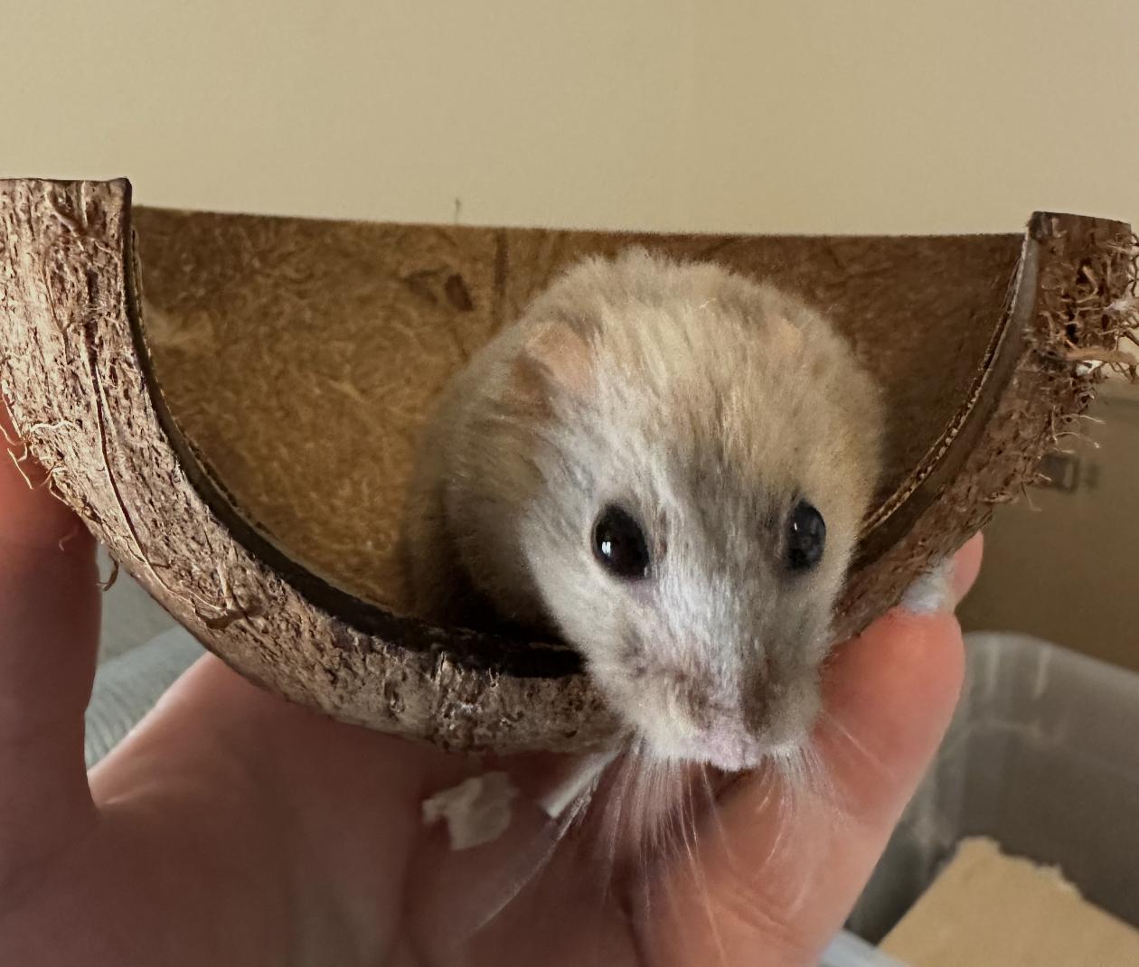 Enlarge Castiel, a ADOPTABLE Dwarf Hamster in Minneapolis, MN image 3/4