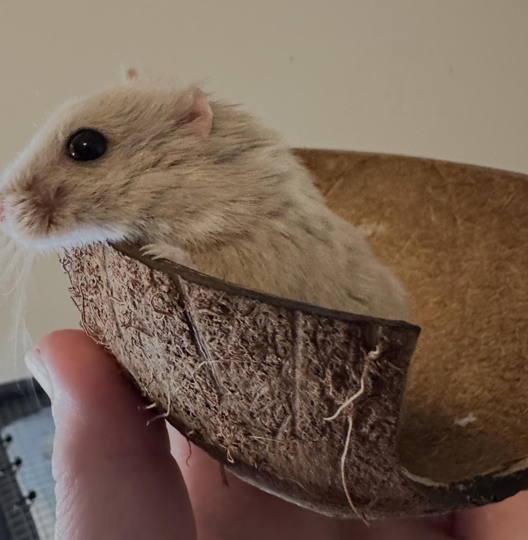 Castiel, ADOPTABLE, Adult Male Dwarf Hamster.