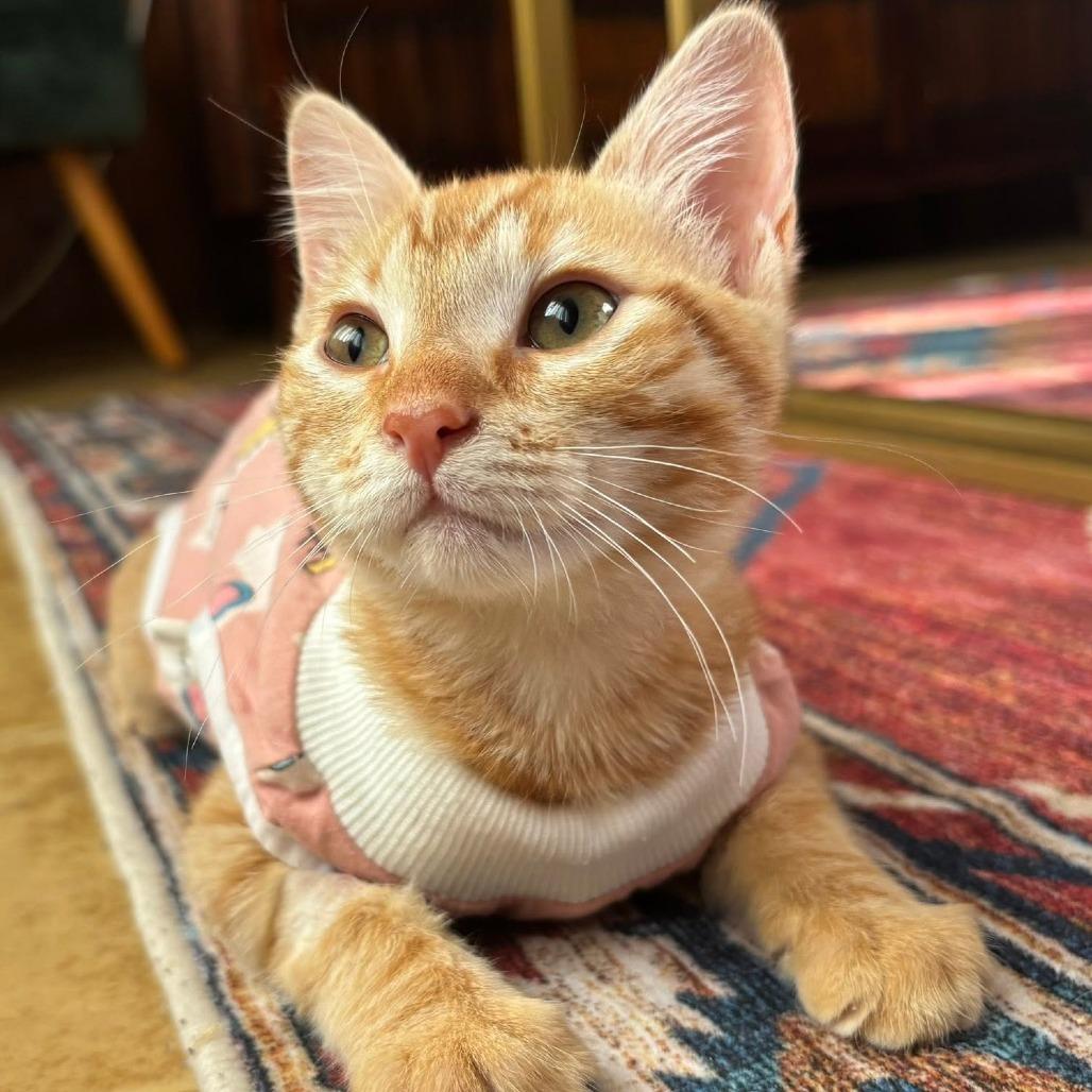 Tallulah, Adoptable, Kitten Female Domestic Short Hair & Siamese.
