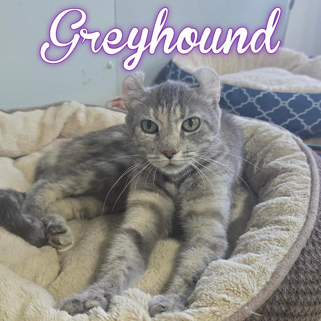 Greyhound, Adoptable, Young Female Munchkin & Mixed Breed.
