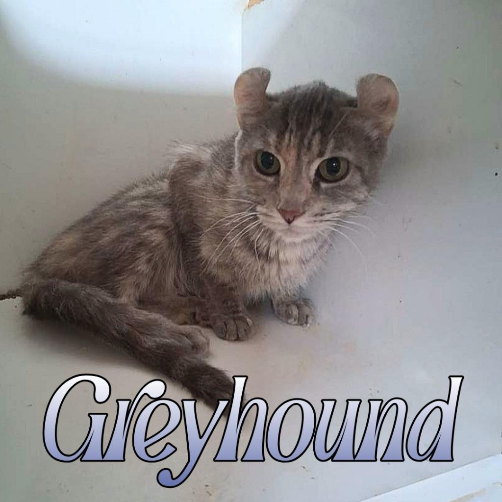 Greyhound, Adoptable, Young Female Munchkin & Mixed Breed.