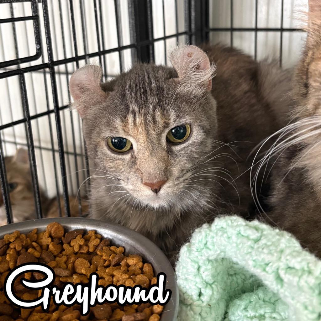 Enlarge Greyhound, a Adoptable mixed breed in Hillsboro, OH image 2/2