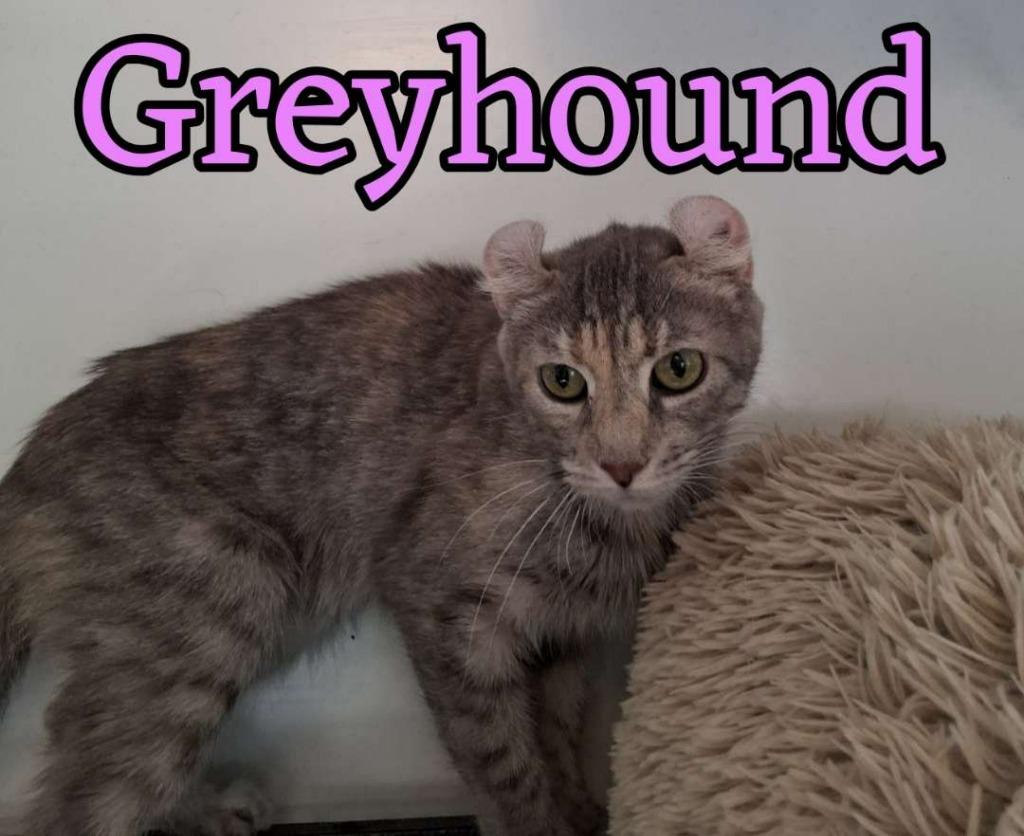 Enlarge Greyhound, a Adoptable mixed breed in Hillsboro, OH image 4/4