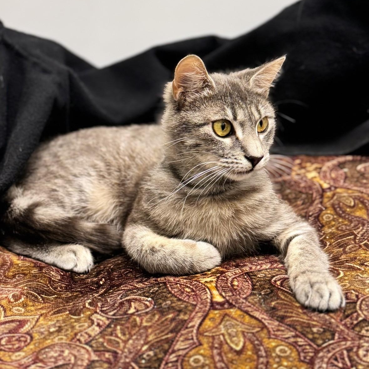 Enlarge Sabrina, an adopted Domestic Short Hair in Syosset, NY image 1/1