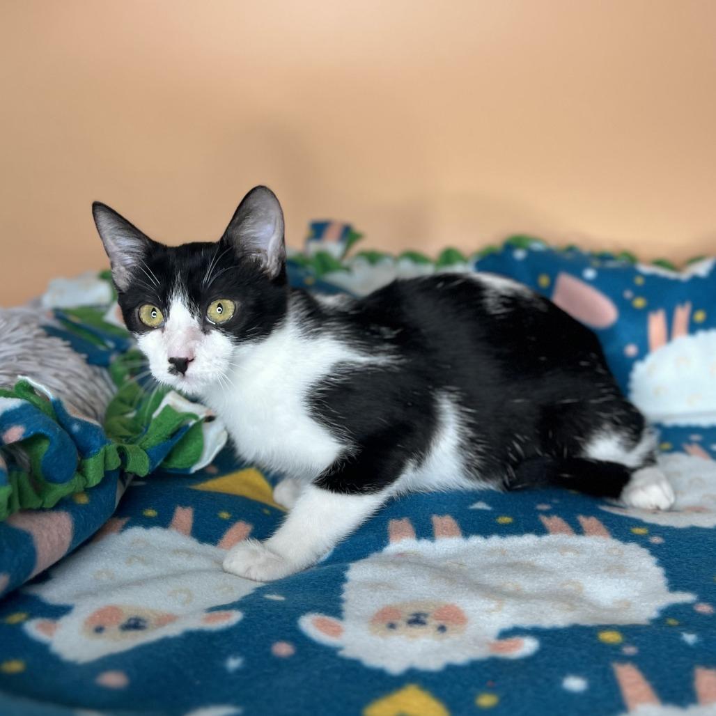 Enlarge Toast, a Adoptable Domestic Short Hair in San Antonio, TX image 1/6